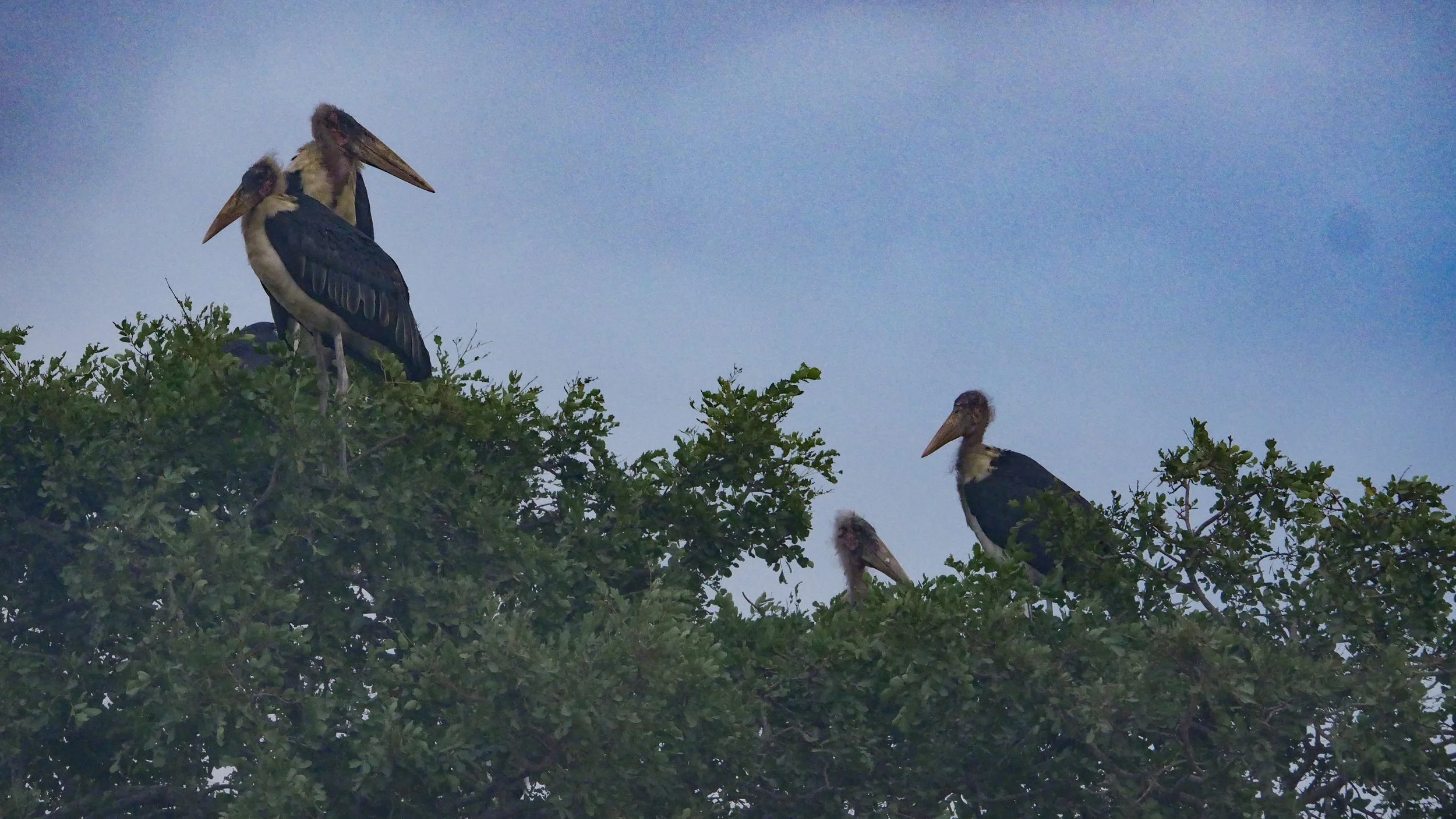 landscapeandwildlife_Kruger_-16.jpg