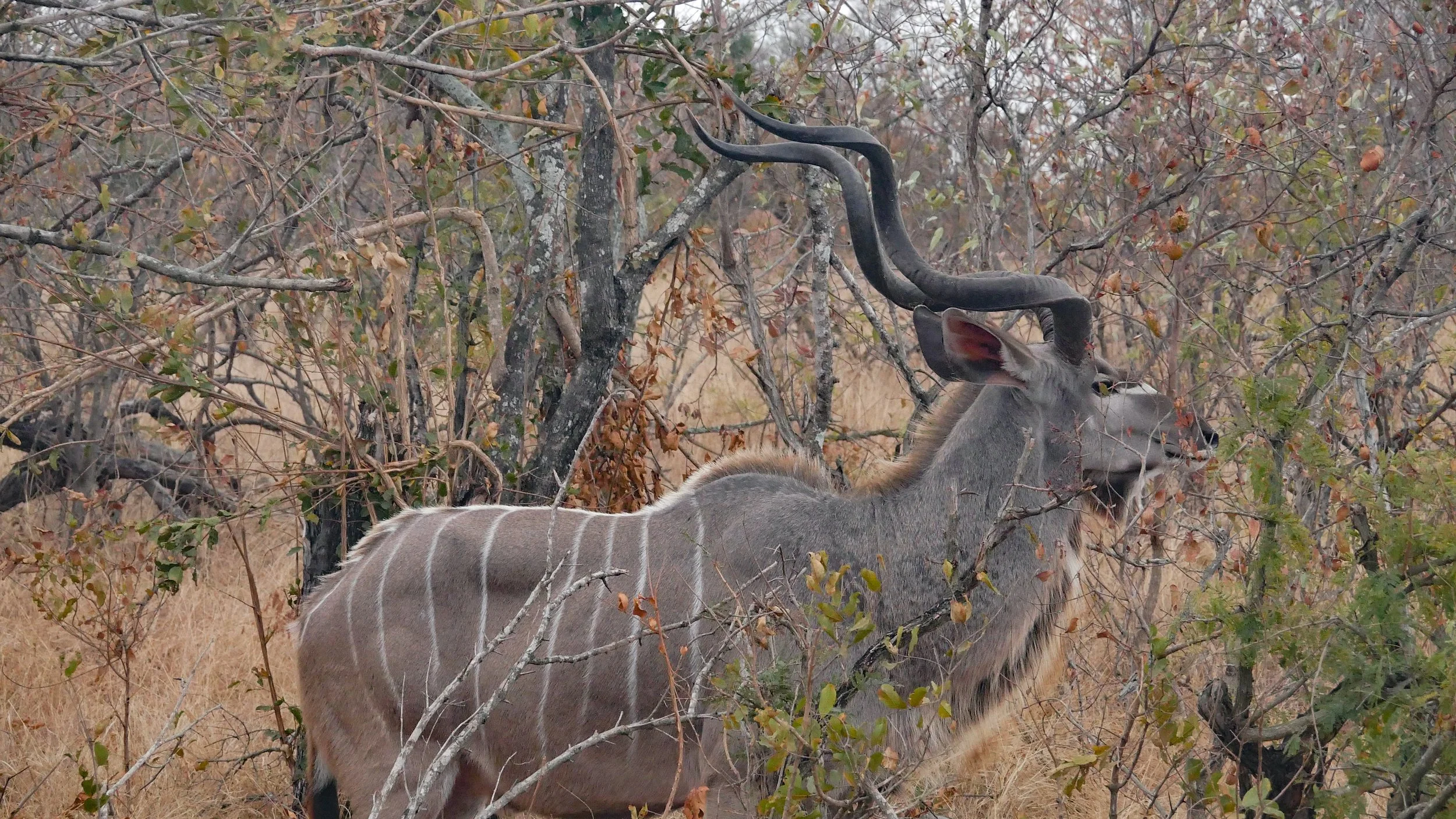 landscapeandwildlife_Kruger_-81.jpg