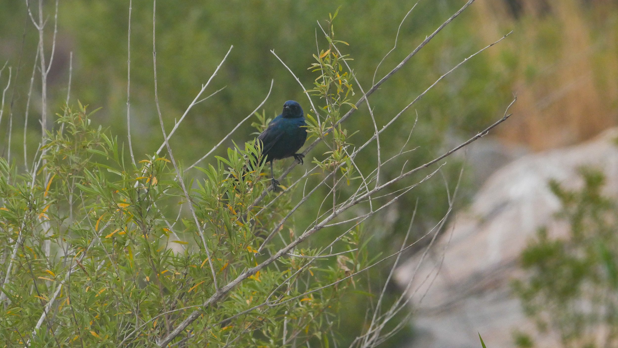 landscapeandwildlife_Kruger_-55.jpg