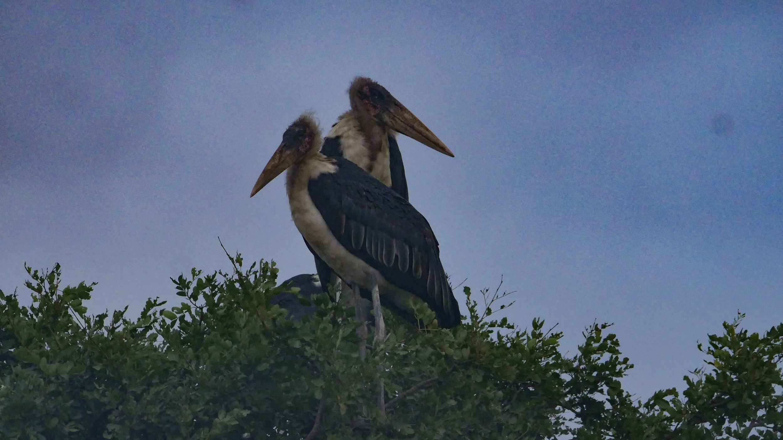 landscapeandwildlife_Kruger_-17.jpg