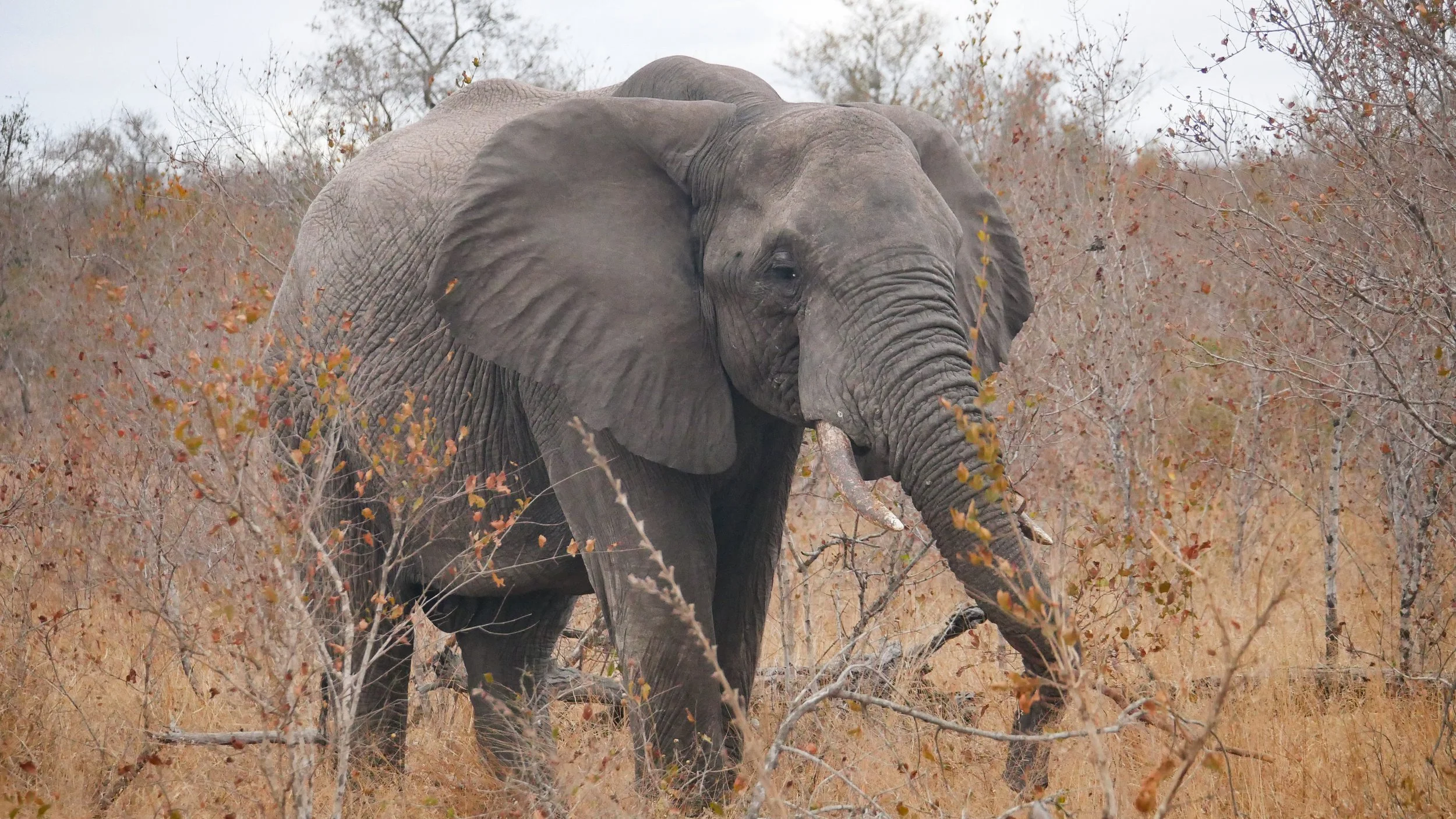 landscapeandwildlife_Kruger_-122.jpg