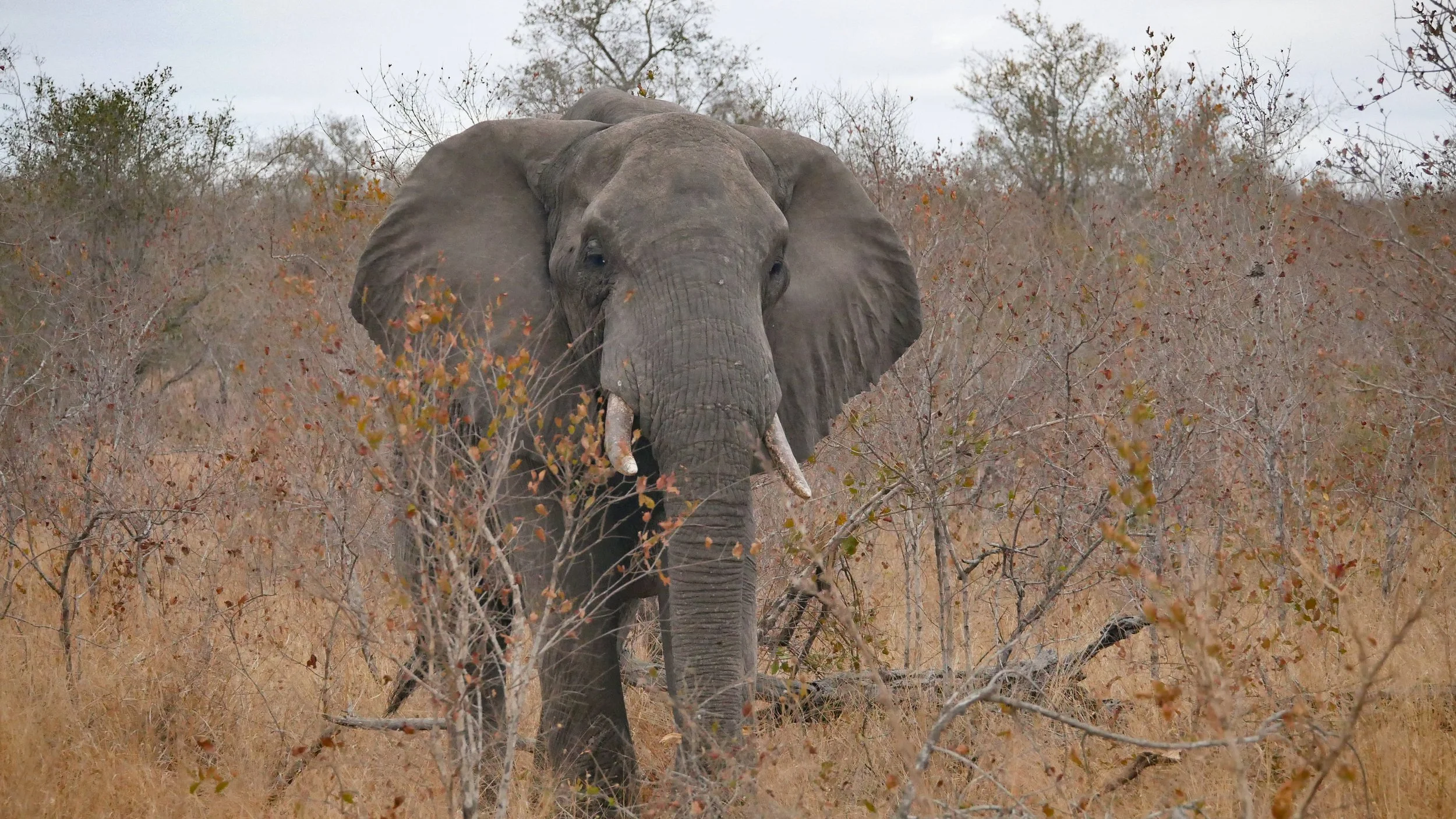 landscapeandwildlife_Kruger_-119.jpg