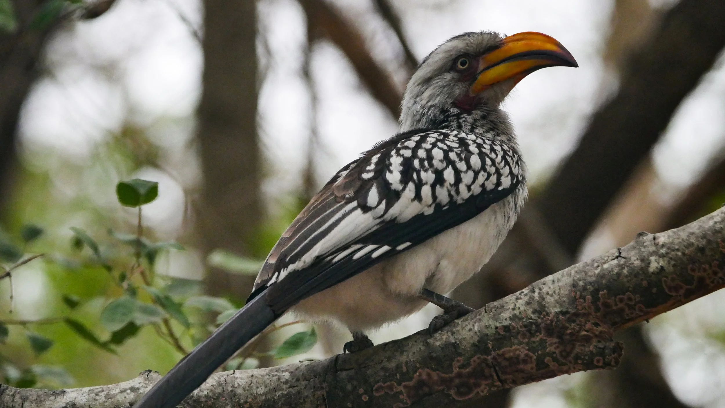 landscapeandwildlife_Kruger_-69.jpg