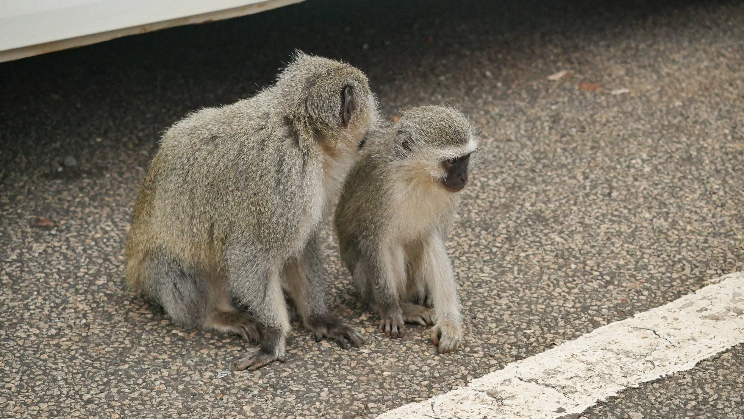 landscapeandwildlife_Kruger_-11-2.jpg