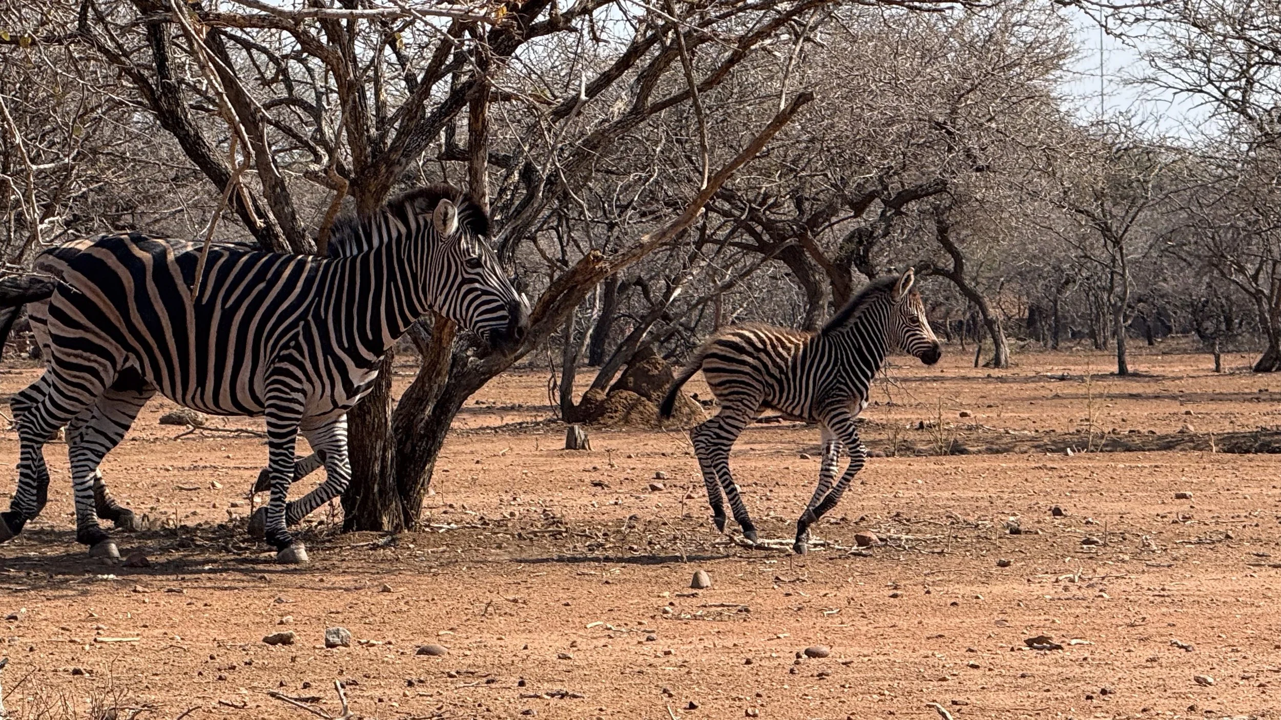 landscapeandwildlife_Kruger_-27-2.jpg