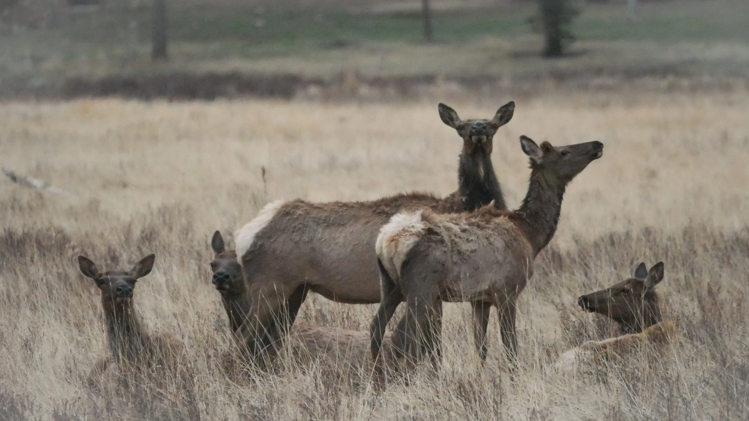 LandscapeandWildlife_RMNP_-58.jpg