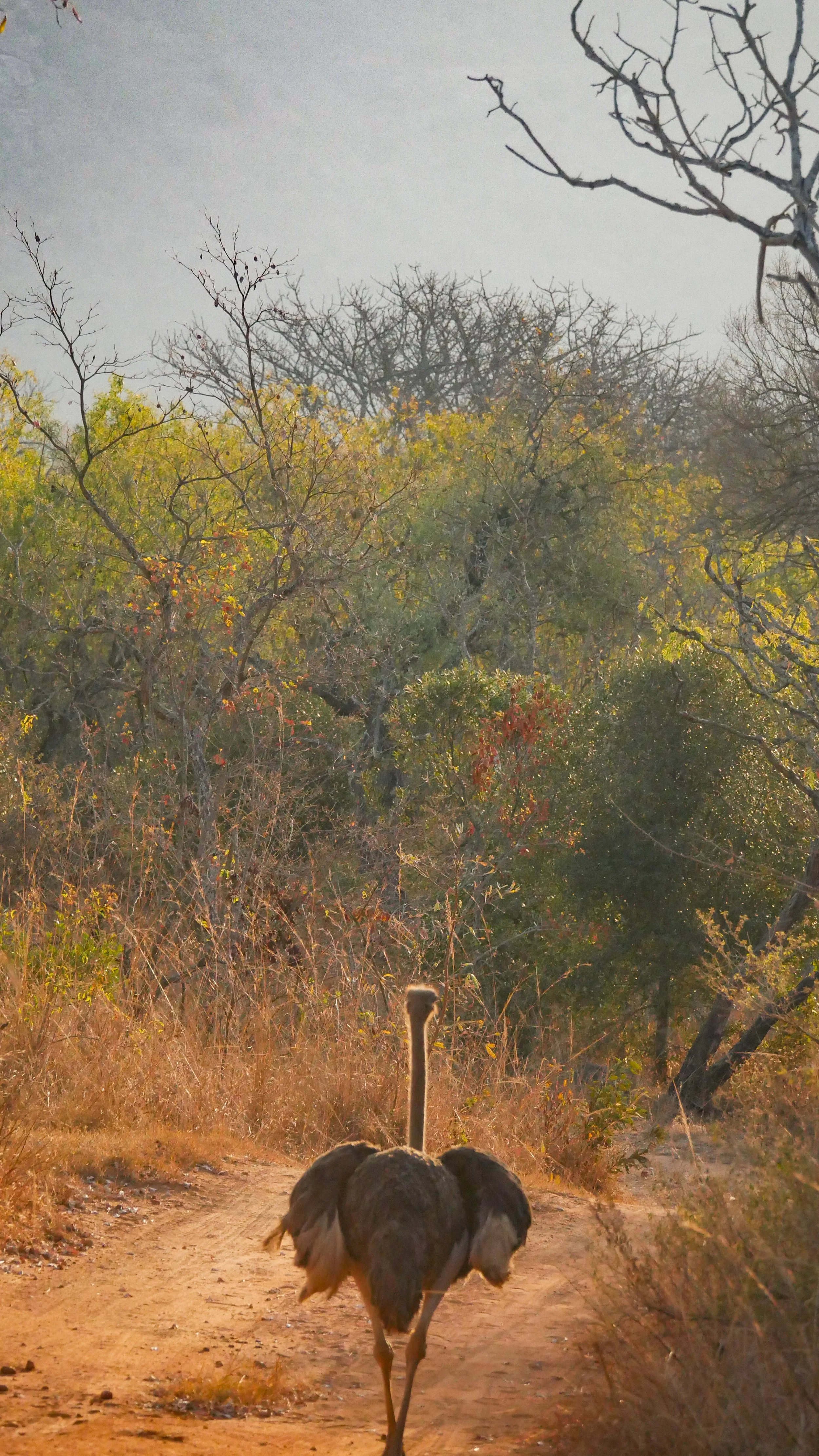landscapeandwildlife_Kruger_-6-3.jpg