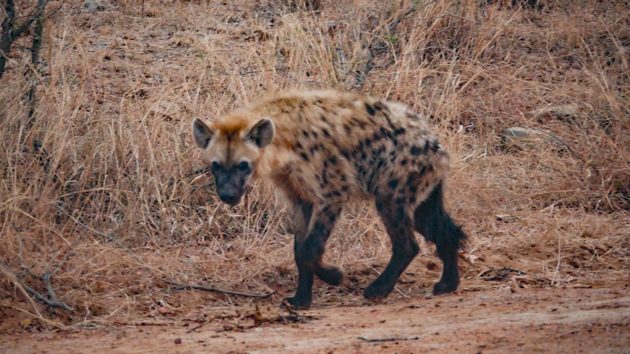 landscapeandwildlife_Kruger_-9.jpg