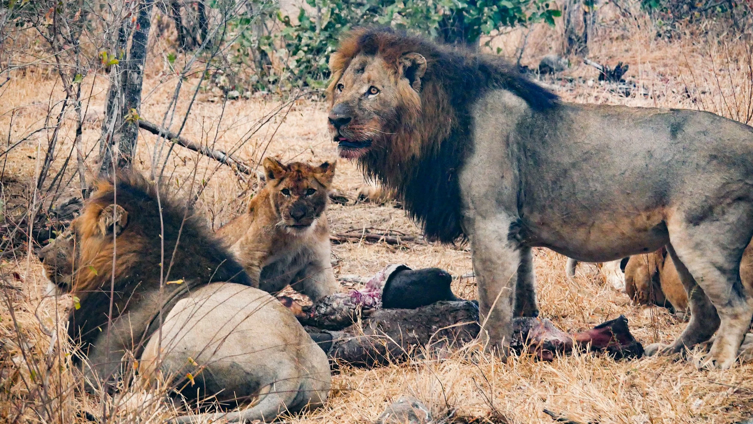 landscapeandwildlife_Kruger_-49.jpg