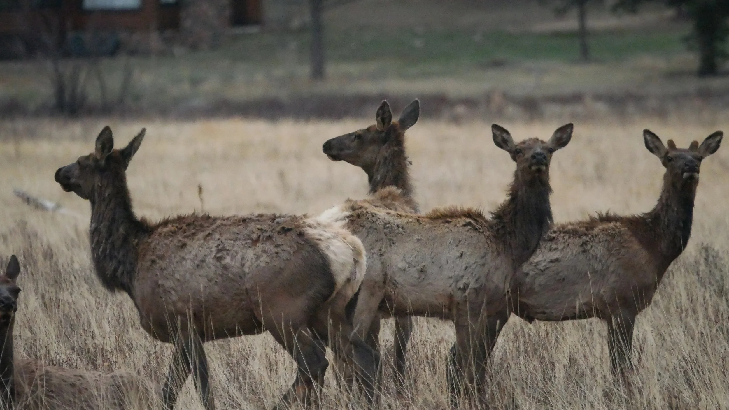 LandscapeandWildlife_RMNP_-62.jpg