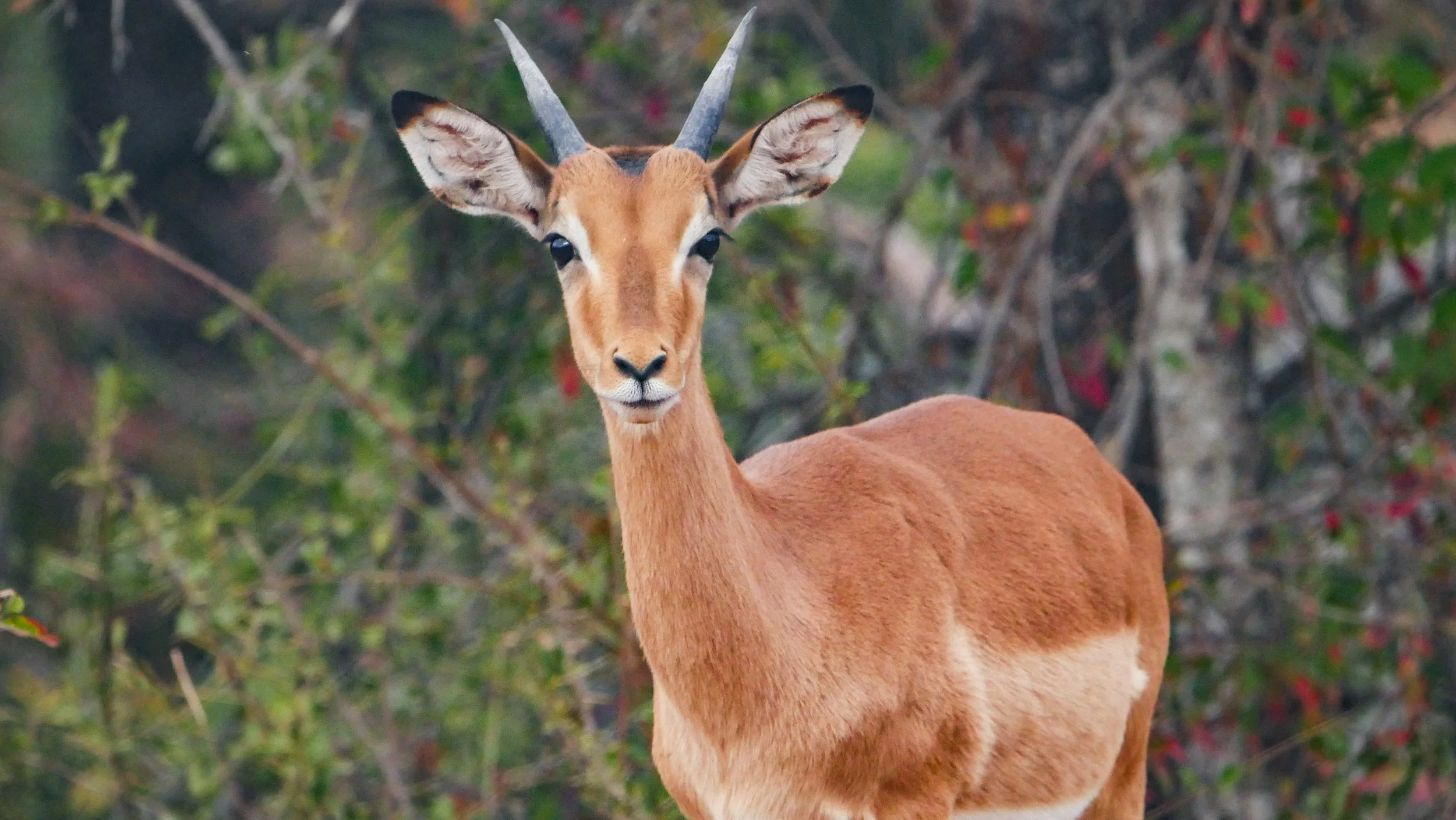 landscapeandwildlife_Kruger_-54.jpg