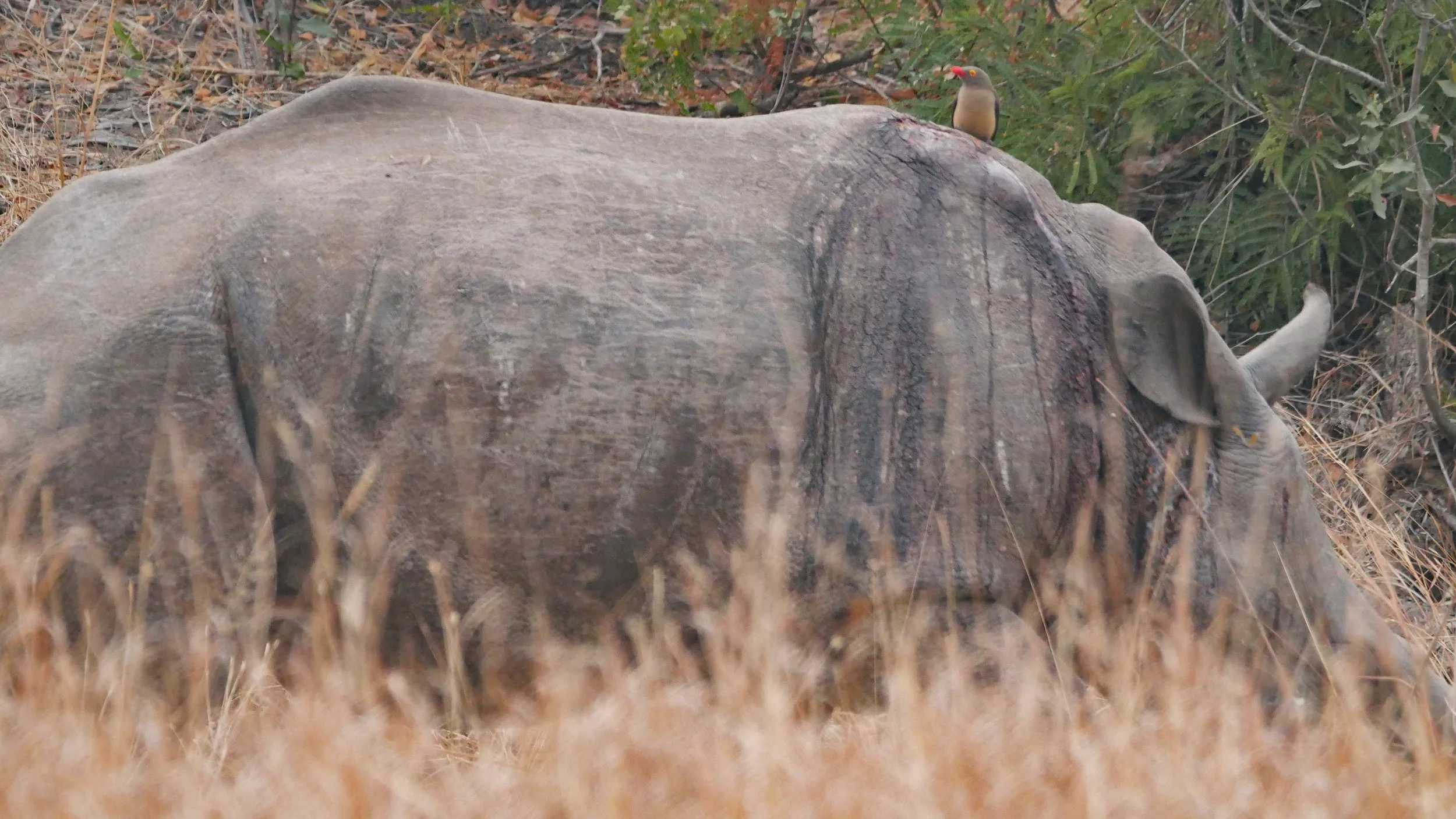 landscapeandwildlife_Kruger_-60.jpg