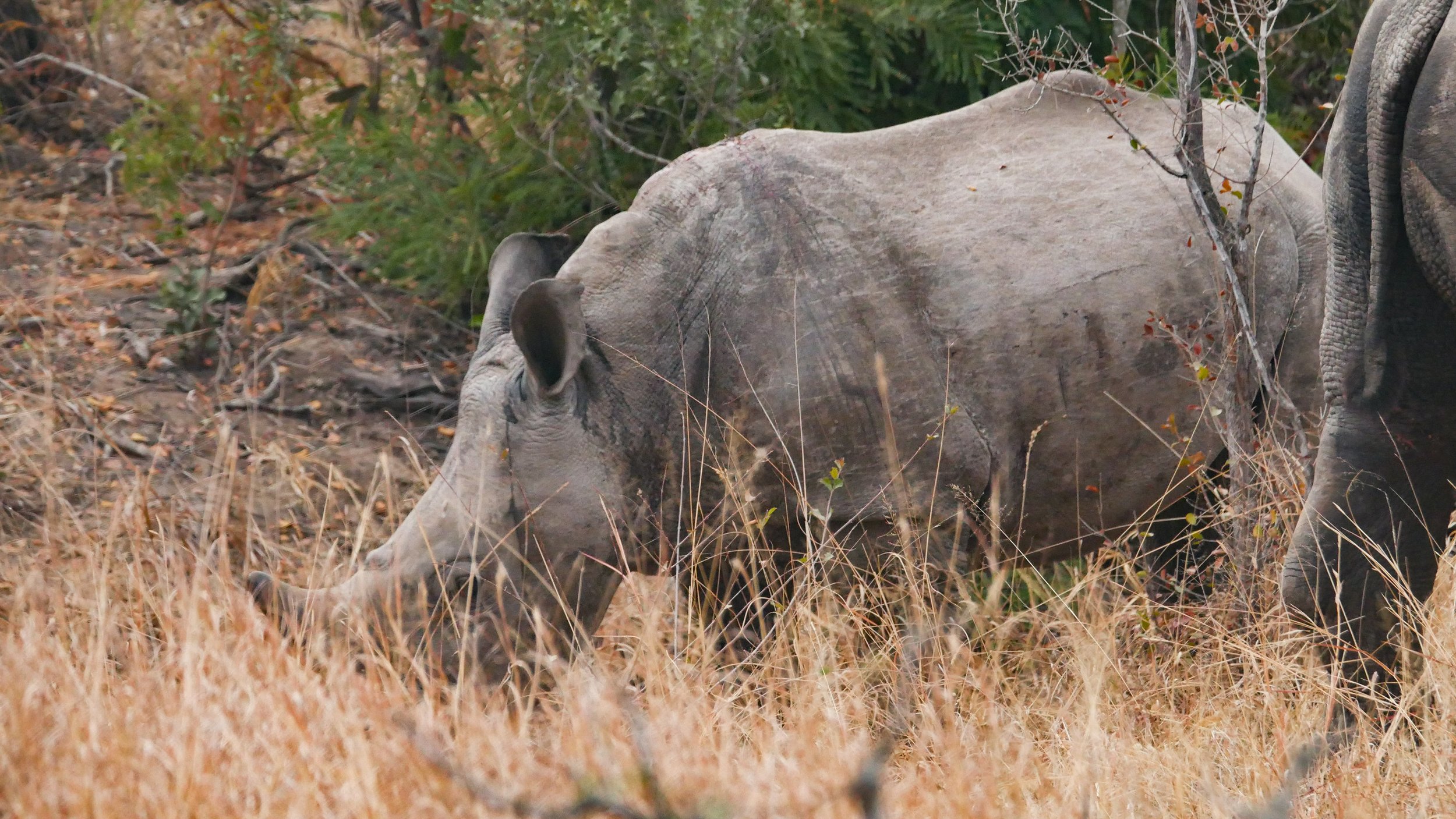 landscapeandwildlife_Kruger_-58.jpg