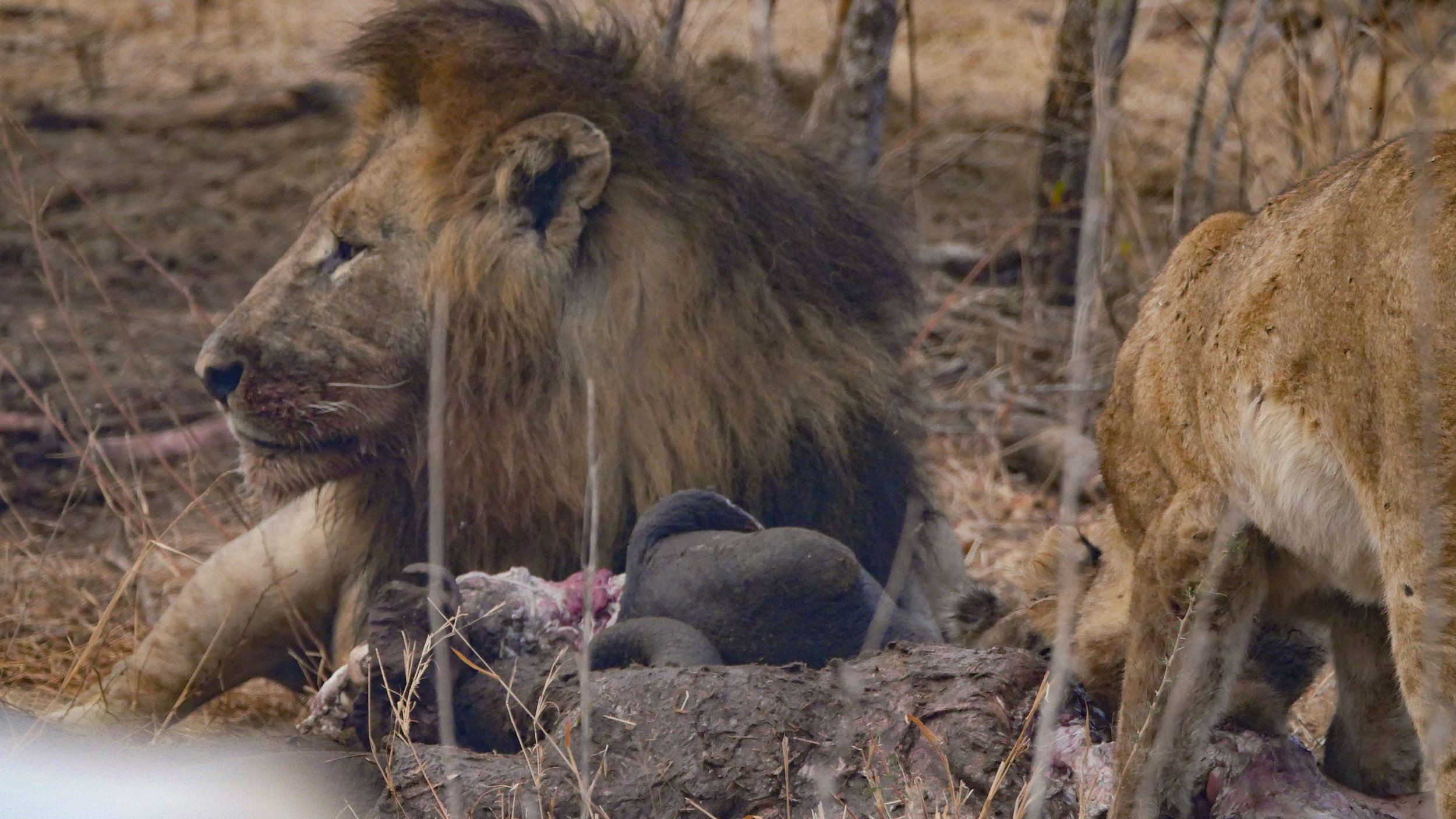 landscapeandwildlife_Kruger_-41.jpg
