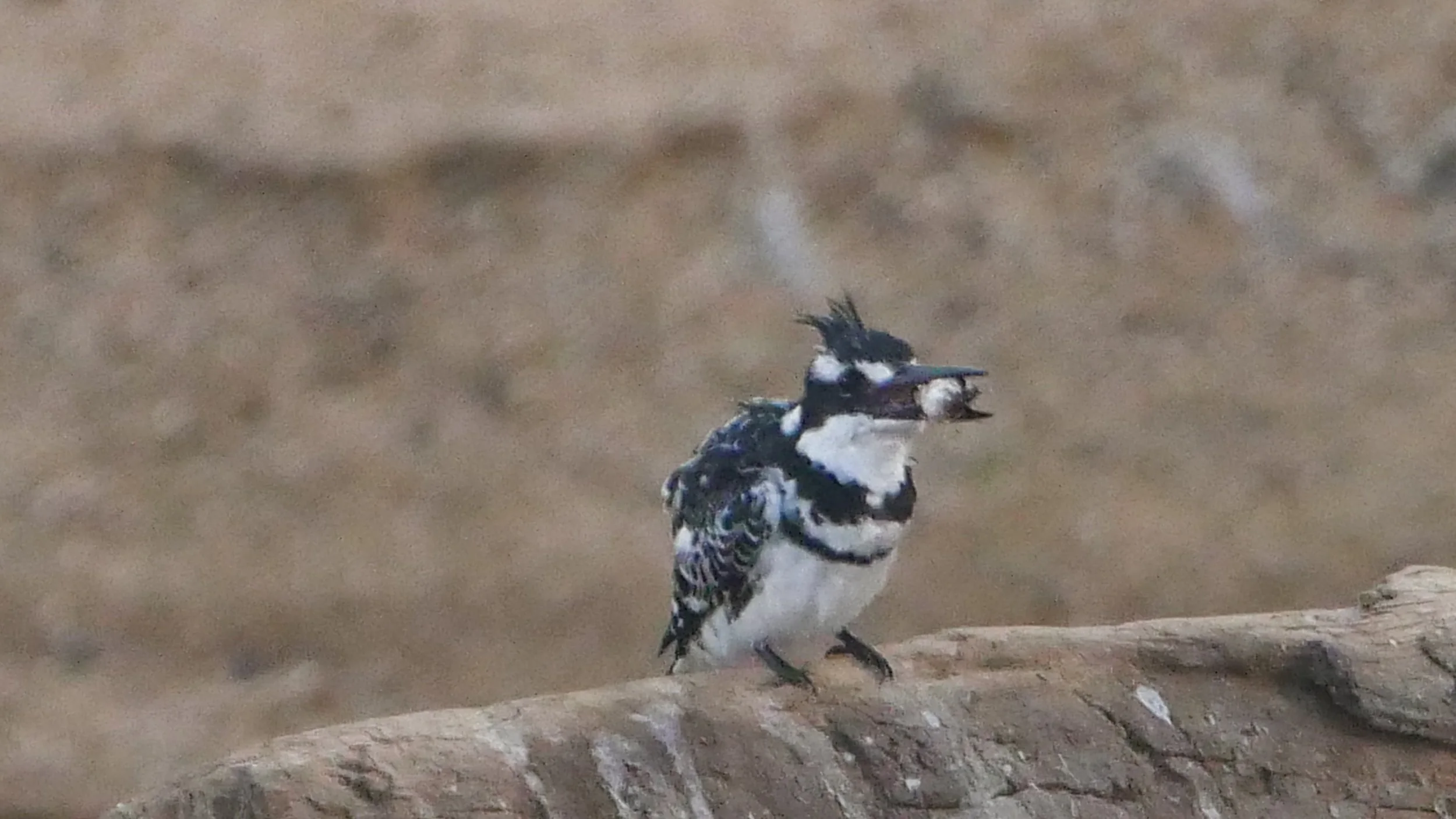 landscapeandwildlife_Kruger_-174.jpg