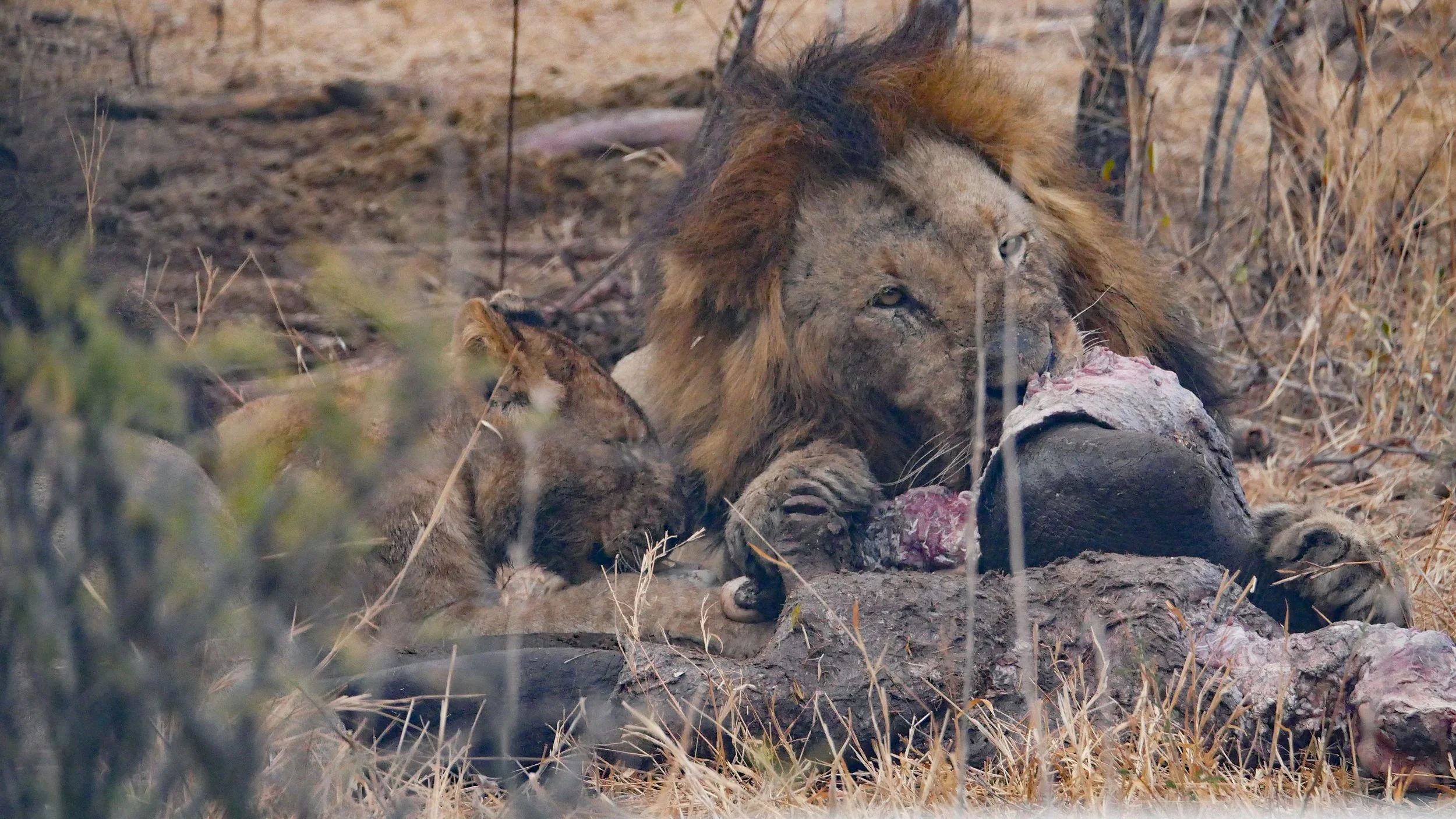 landscapeandwildlife_Kruger_-47.jpg