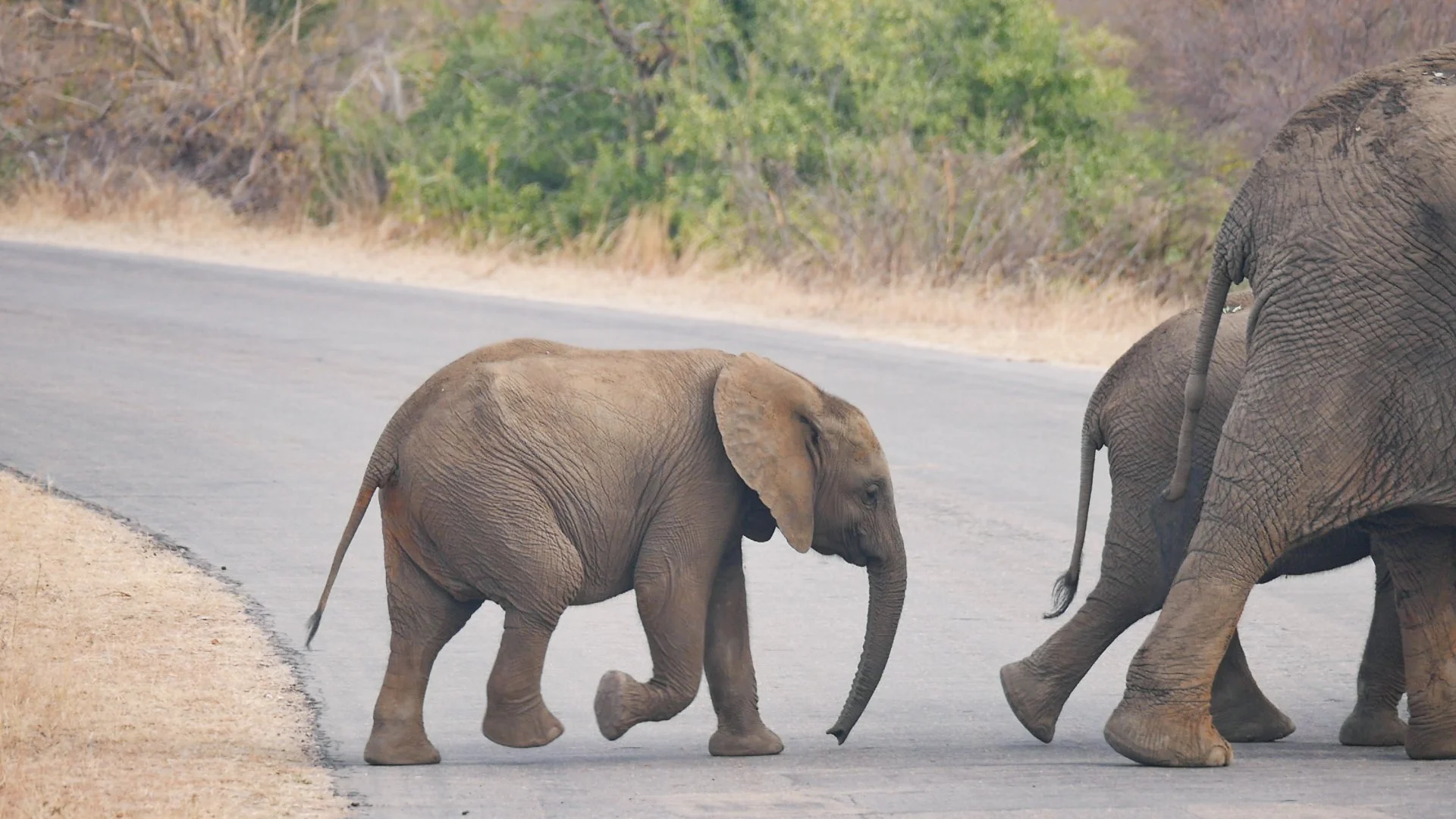 landscapeandwildlife_Kruger_-147.jpg