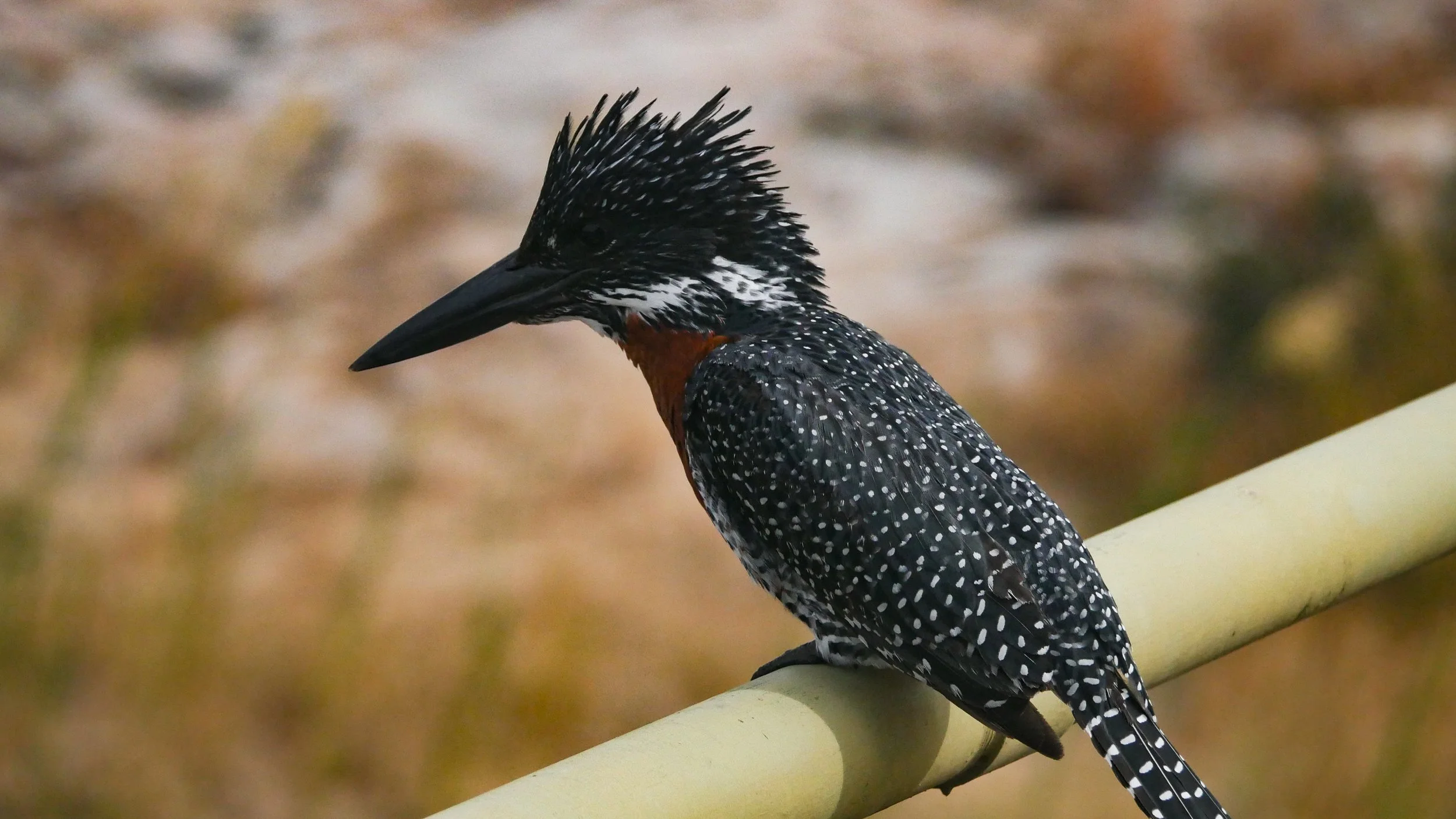 landscapeandwildlife_Kruger_-87.jpg