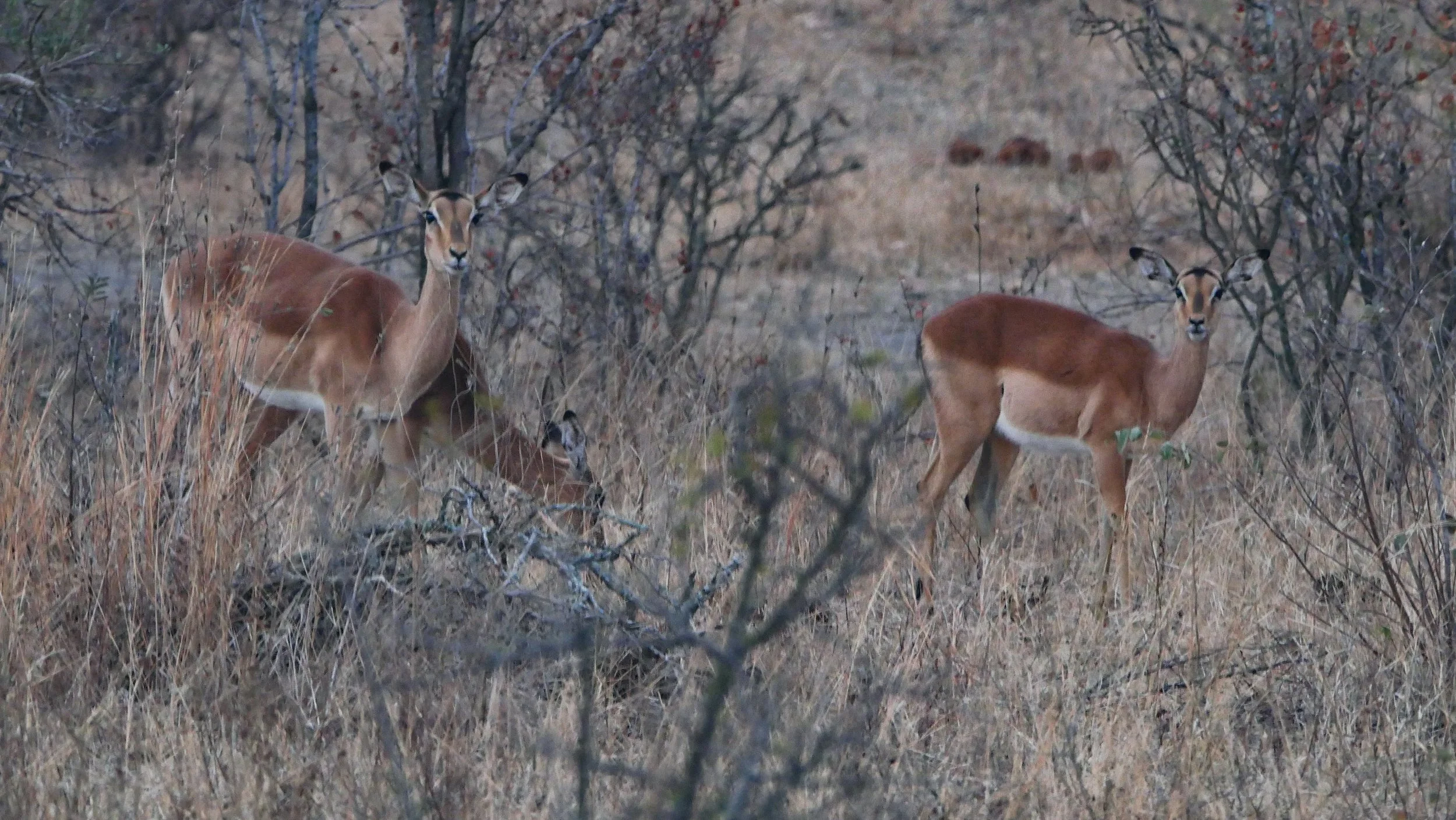 landscapeandwildlife_Kruger_.jpg