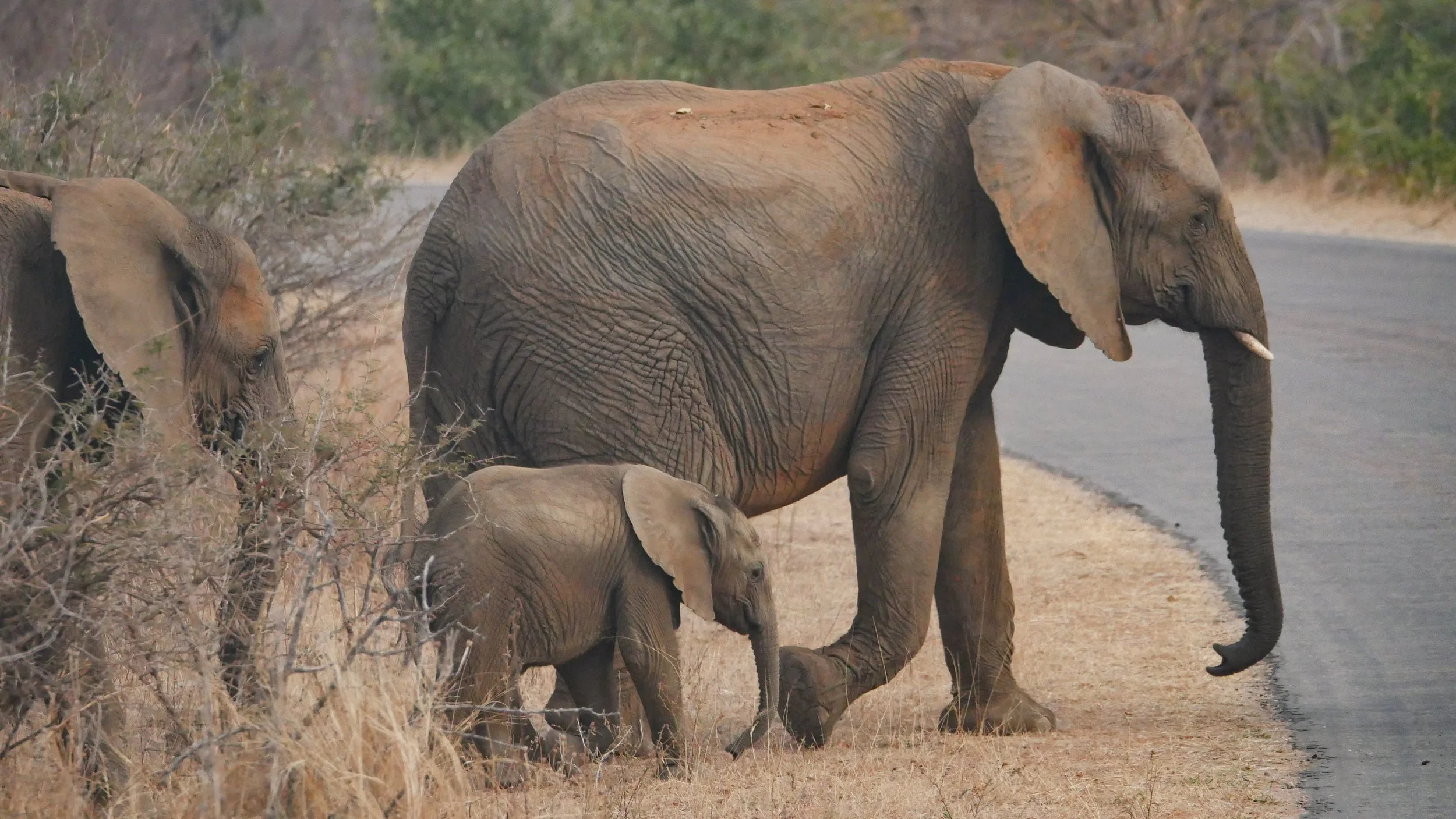 landscapeandwildlife_Kruger_-145.jpg