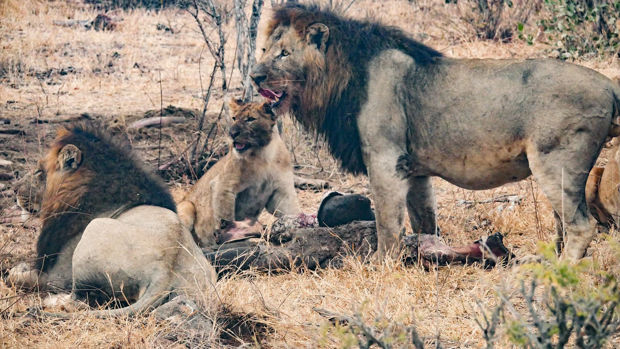 landscapeandwildlife_Kruger_-50.jpg