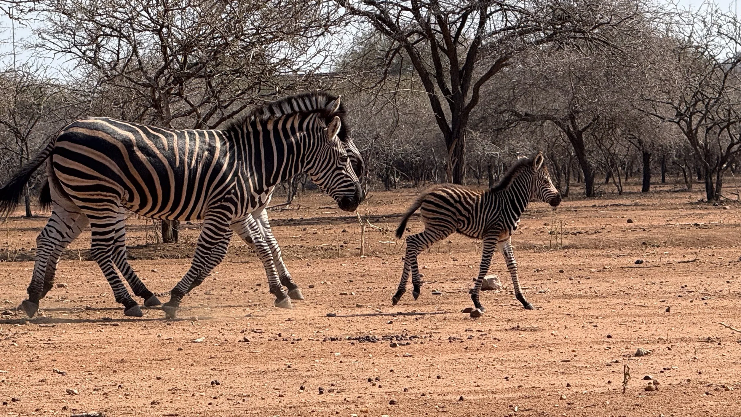 landscapeandwildlife_Kruger_-28-2.jpg