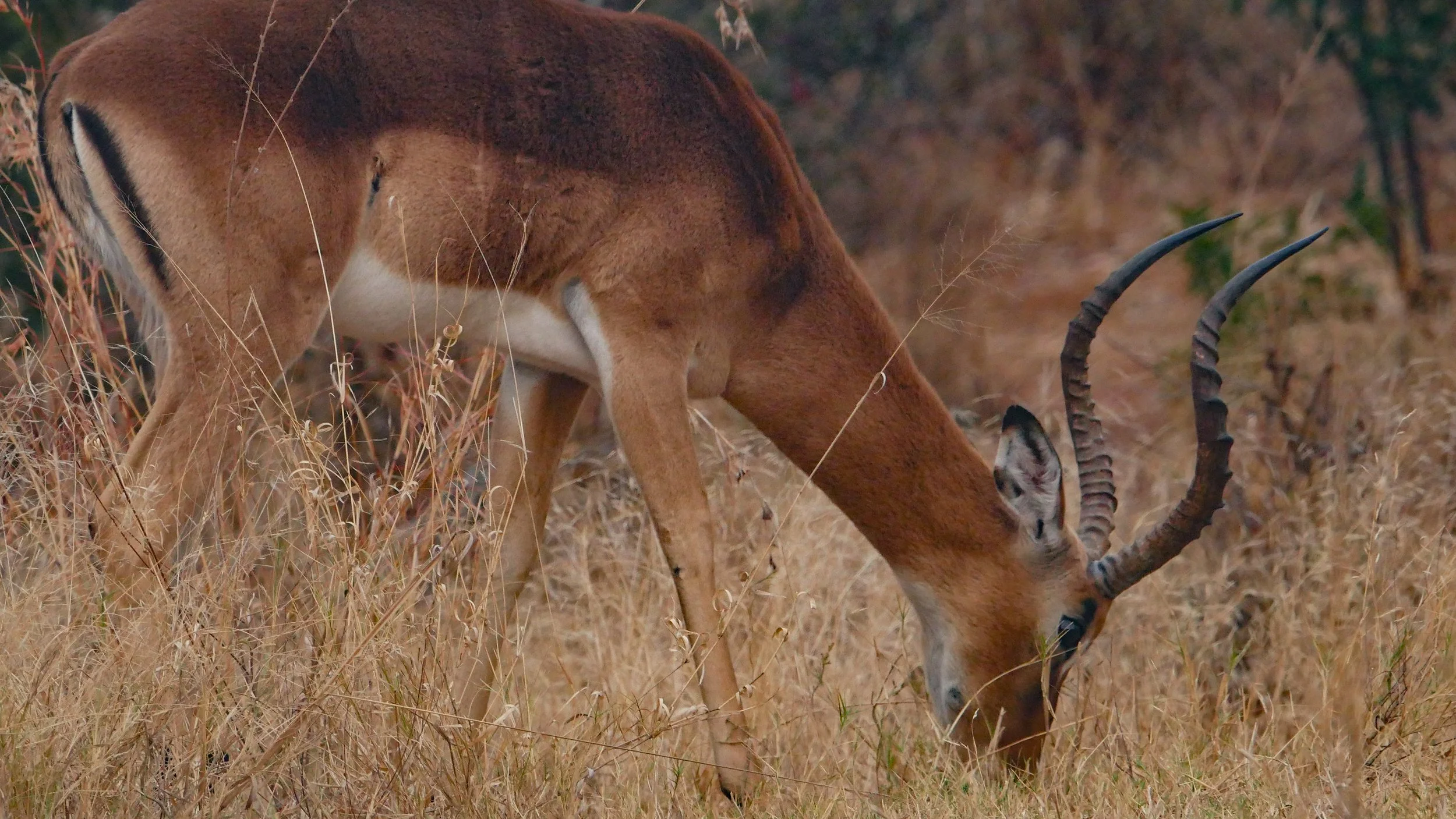 landscapeandwildlife_Kruger_-53.jpg