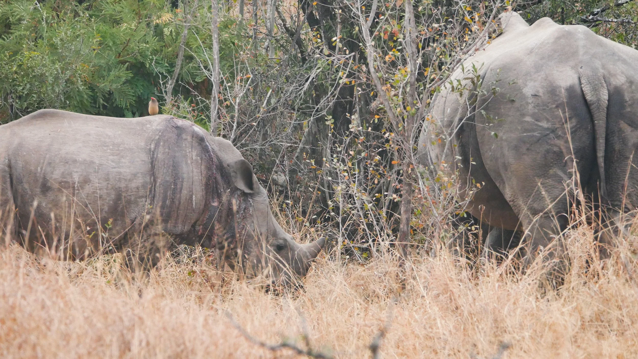 landscapeandwildlife_Kruger_-62.jpg