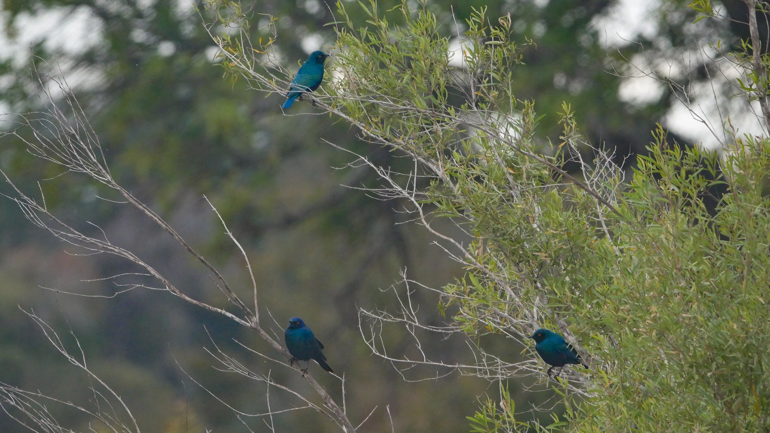 landscapeandwildlife_Kruger_-56.jpg