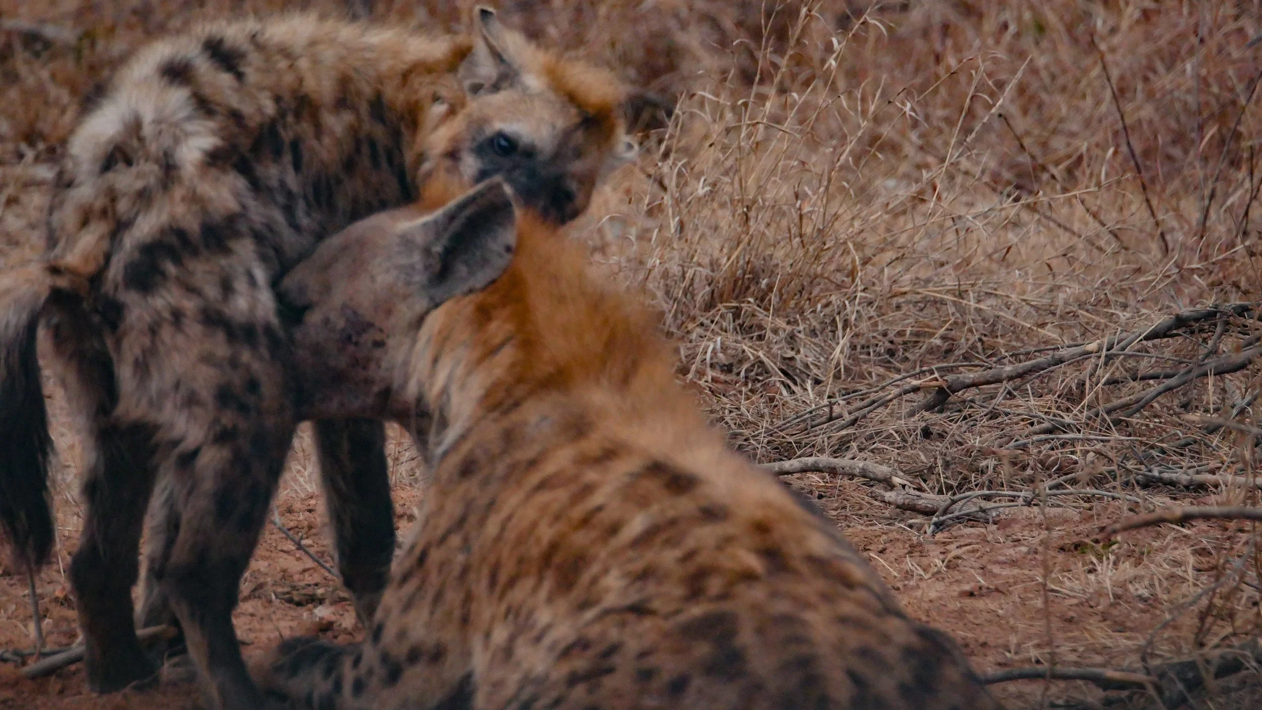 landscapeandwildlife_Kruger_-10.jpg