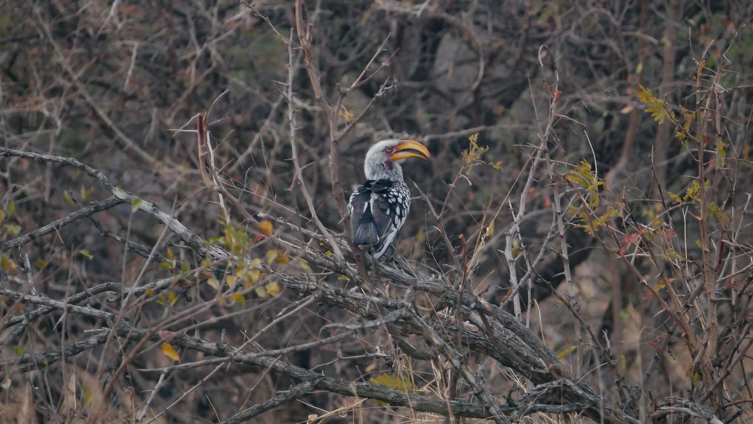 landscapeandwildlife_Kruger_-143.jpg
