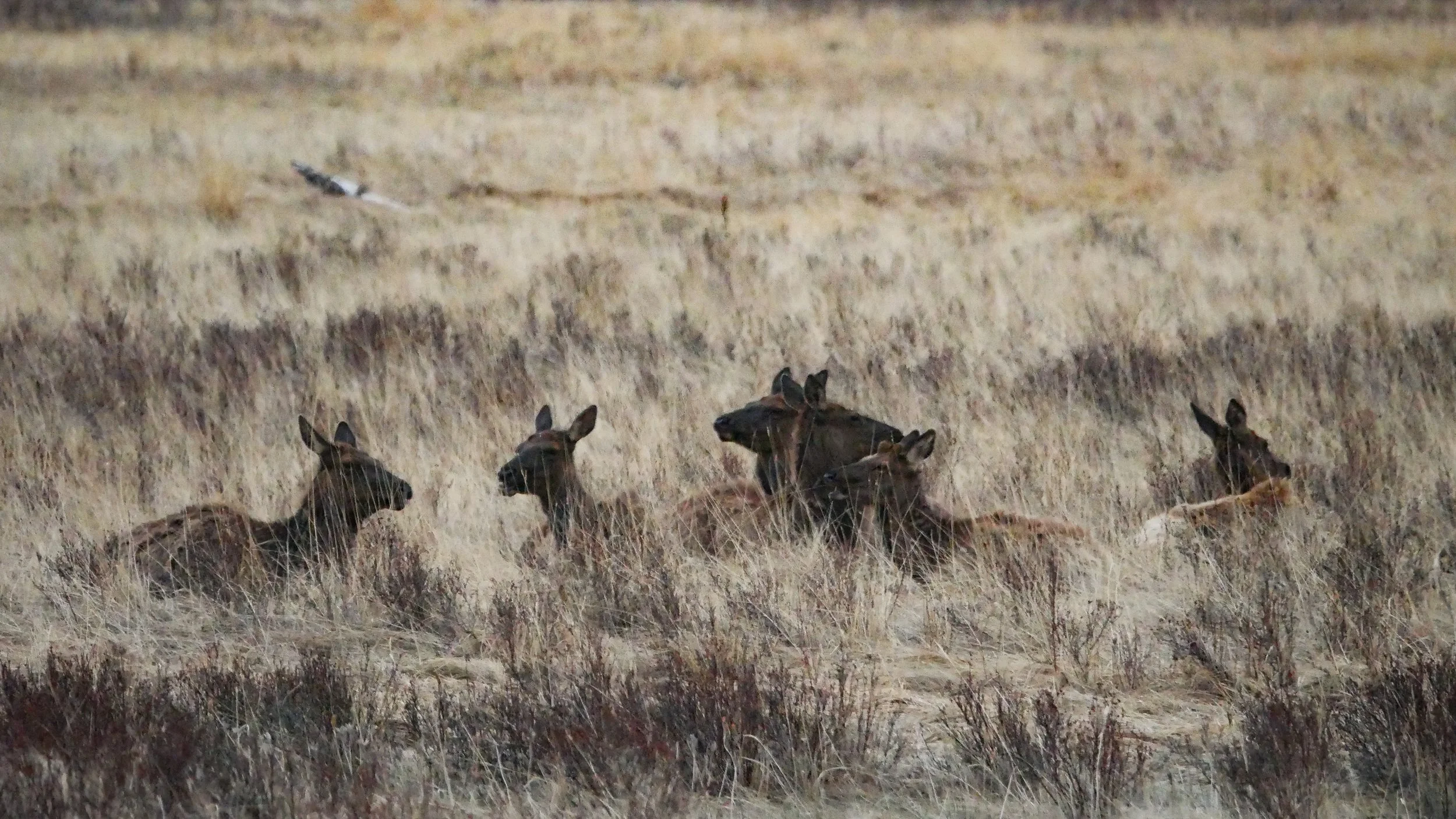 LandscapeandWildlife_RMNP_-56.jpg