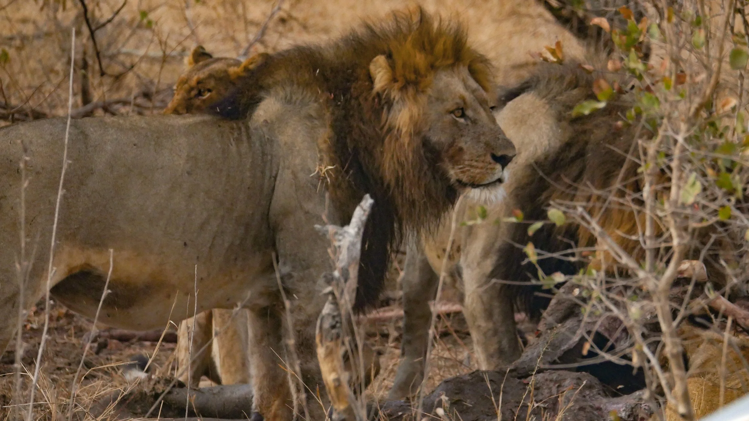 landscapeandwildlife_Kruger_-33.jpg