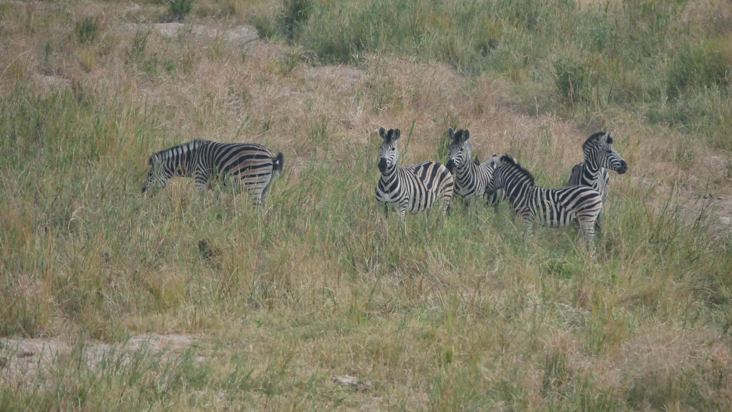 landscapeandwildlife_Kruger_-131.jpg