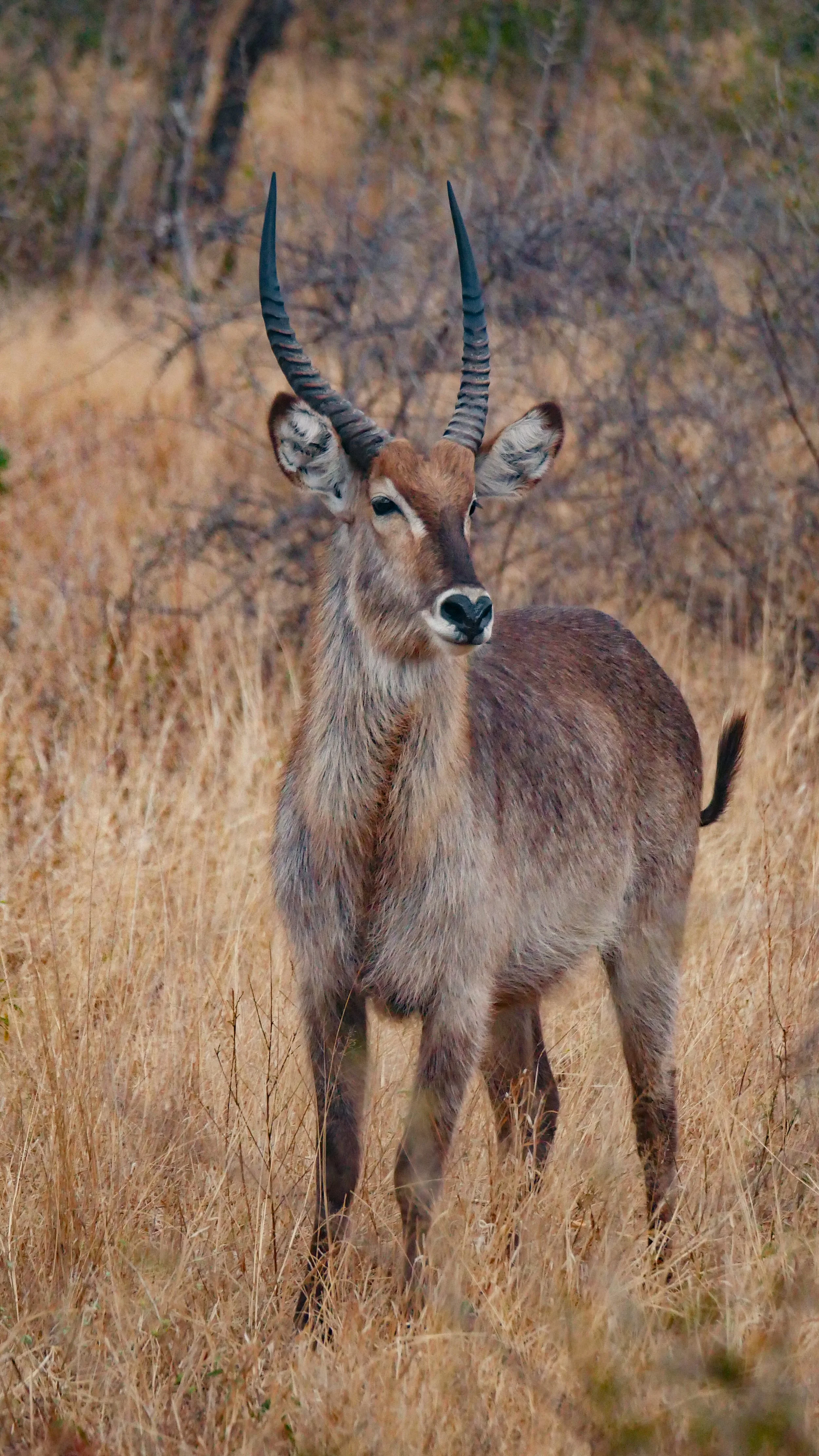 landscapeandwildlife_Kruger_-115.jpg