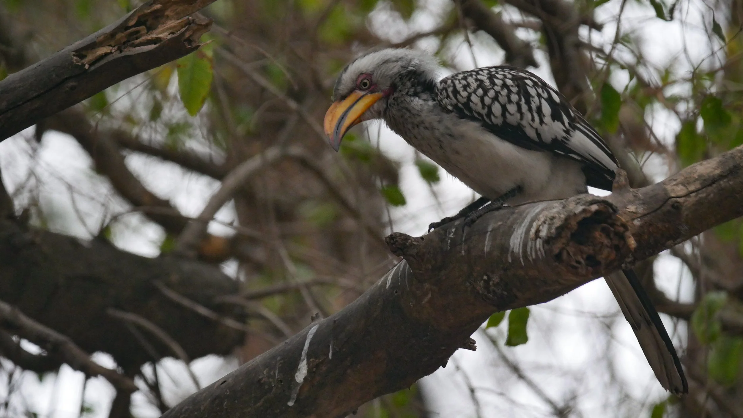 landscapeandwildlife_Kruger_-73.jpg