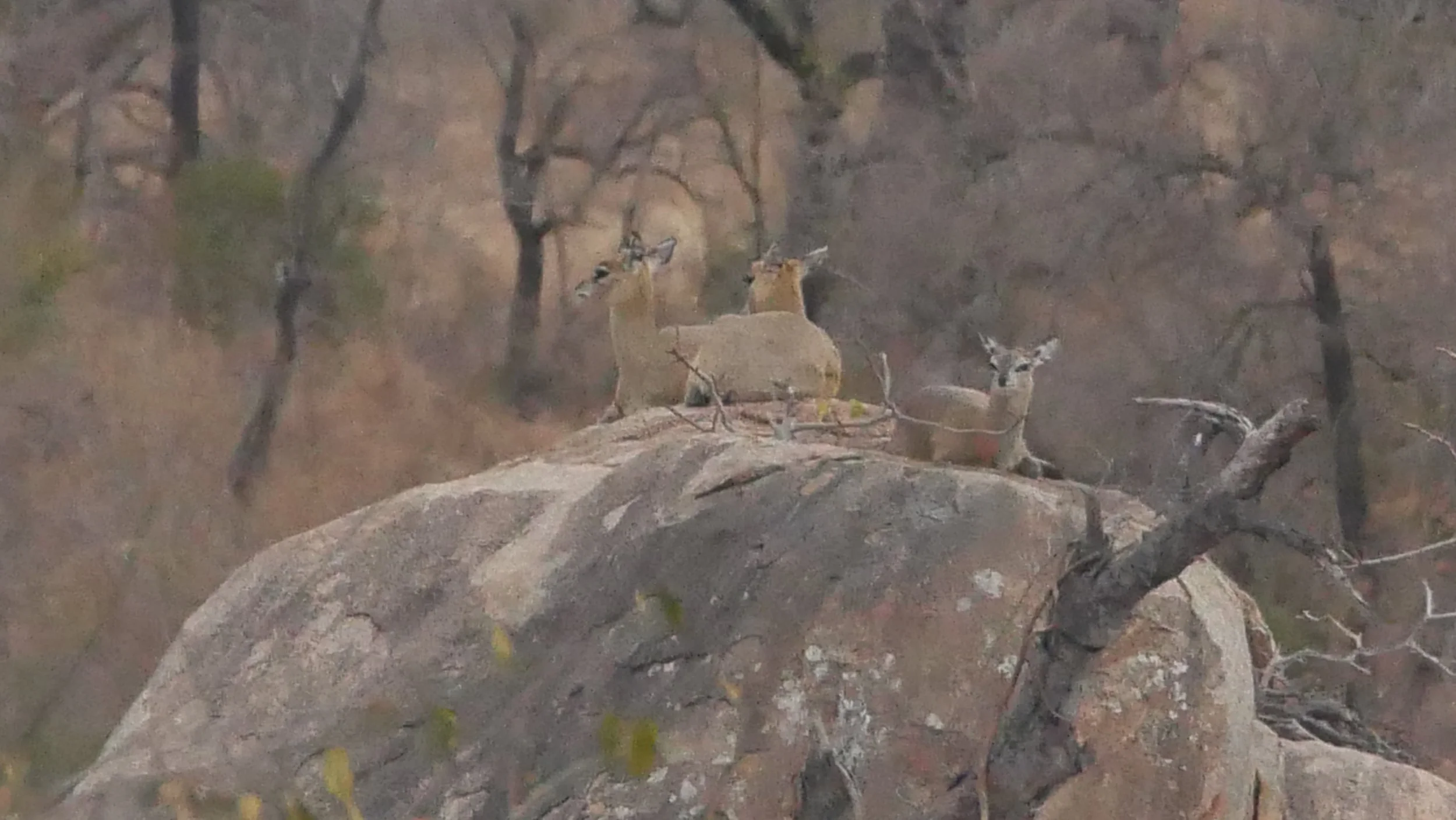 landscapeandwildlife_Kruger_-101.jpg