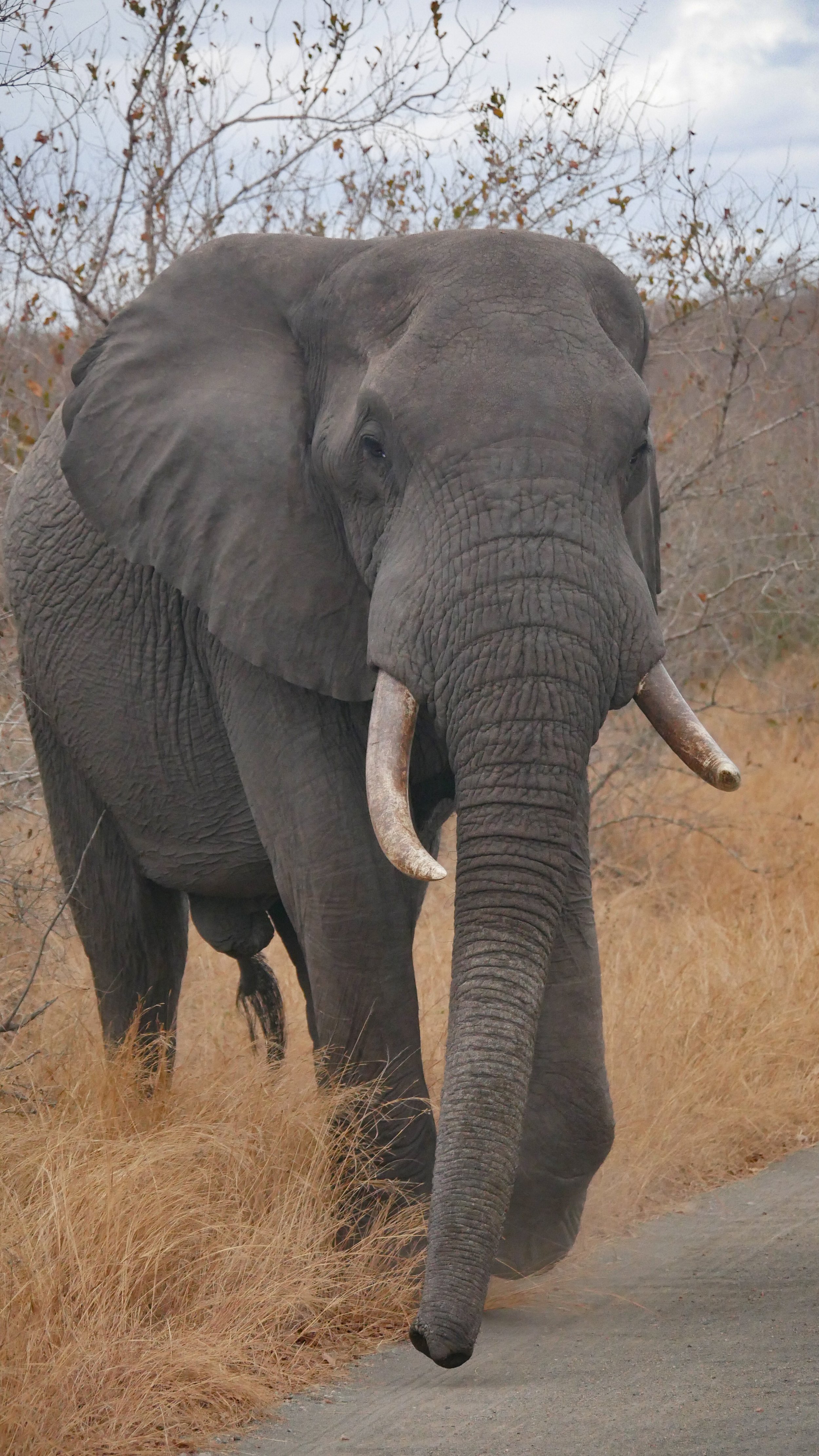 landscapeandwildlife_Kruger_-125.jpg