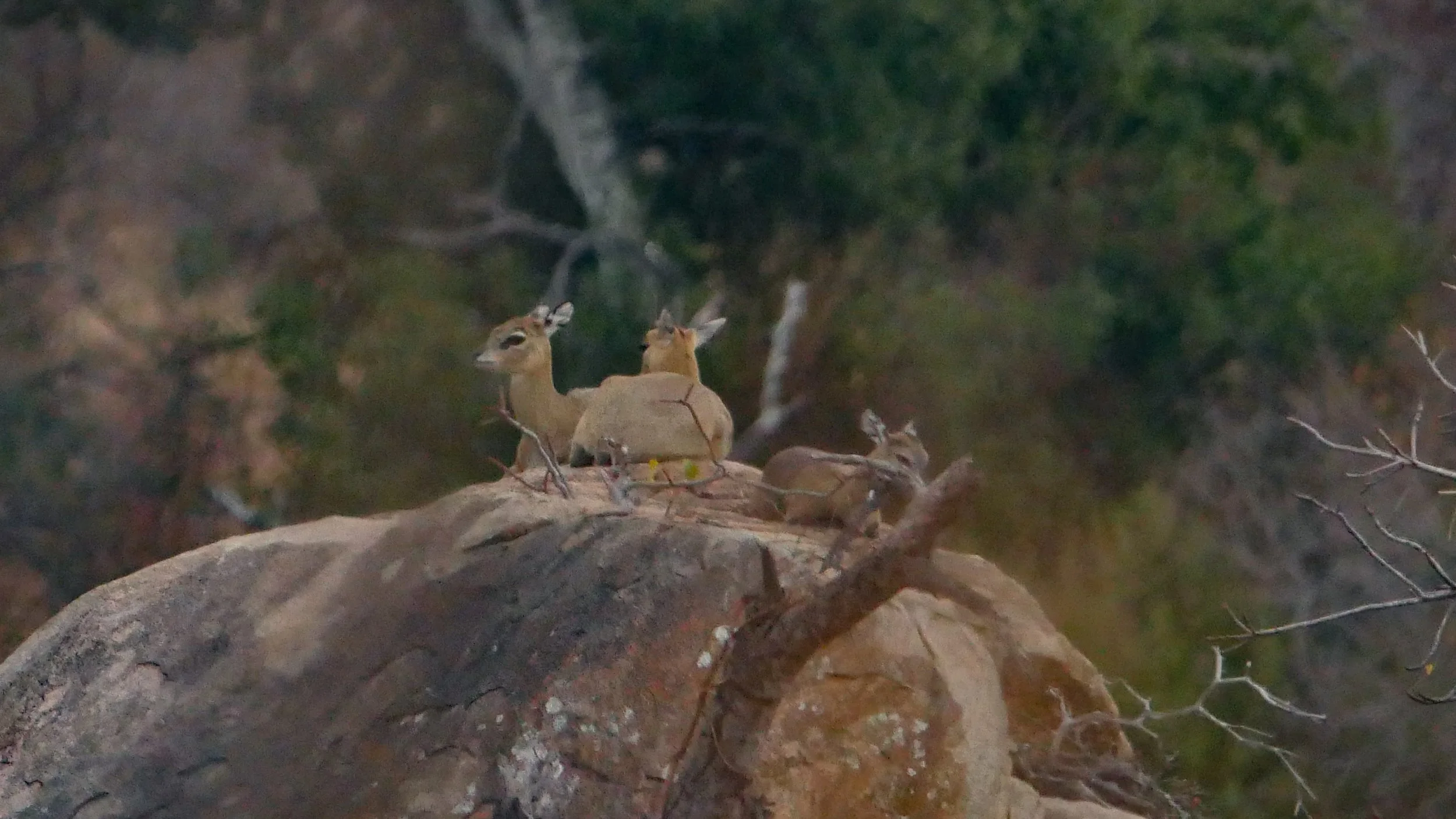 landscapeandwildlife_Kruger_-100.jpg