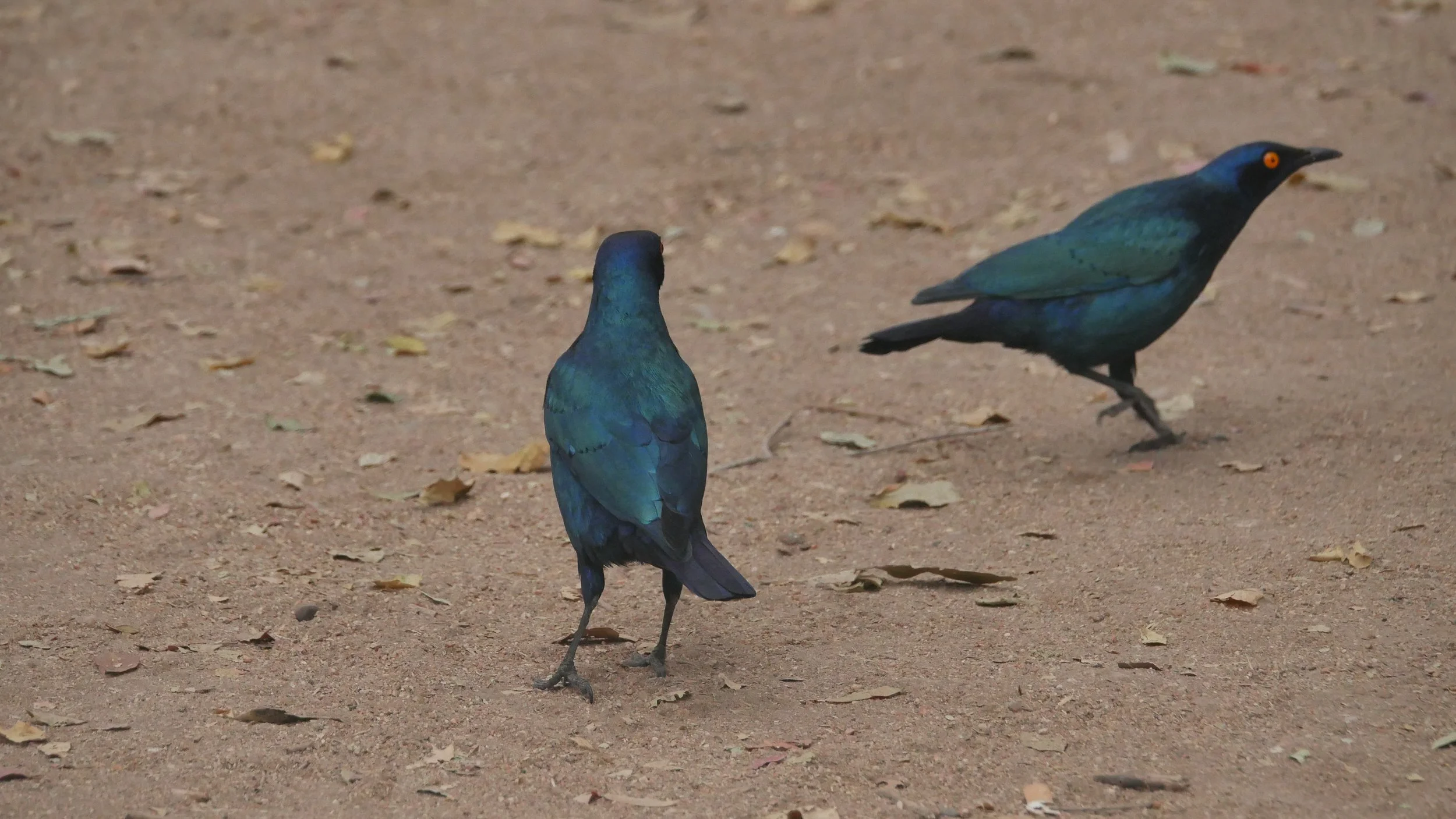 landscapeandwildlife_Kruger_-66.jpg
