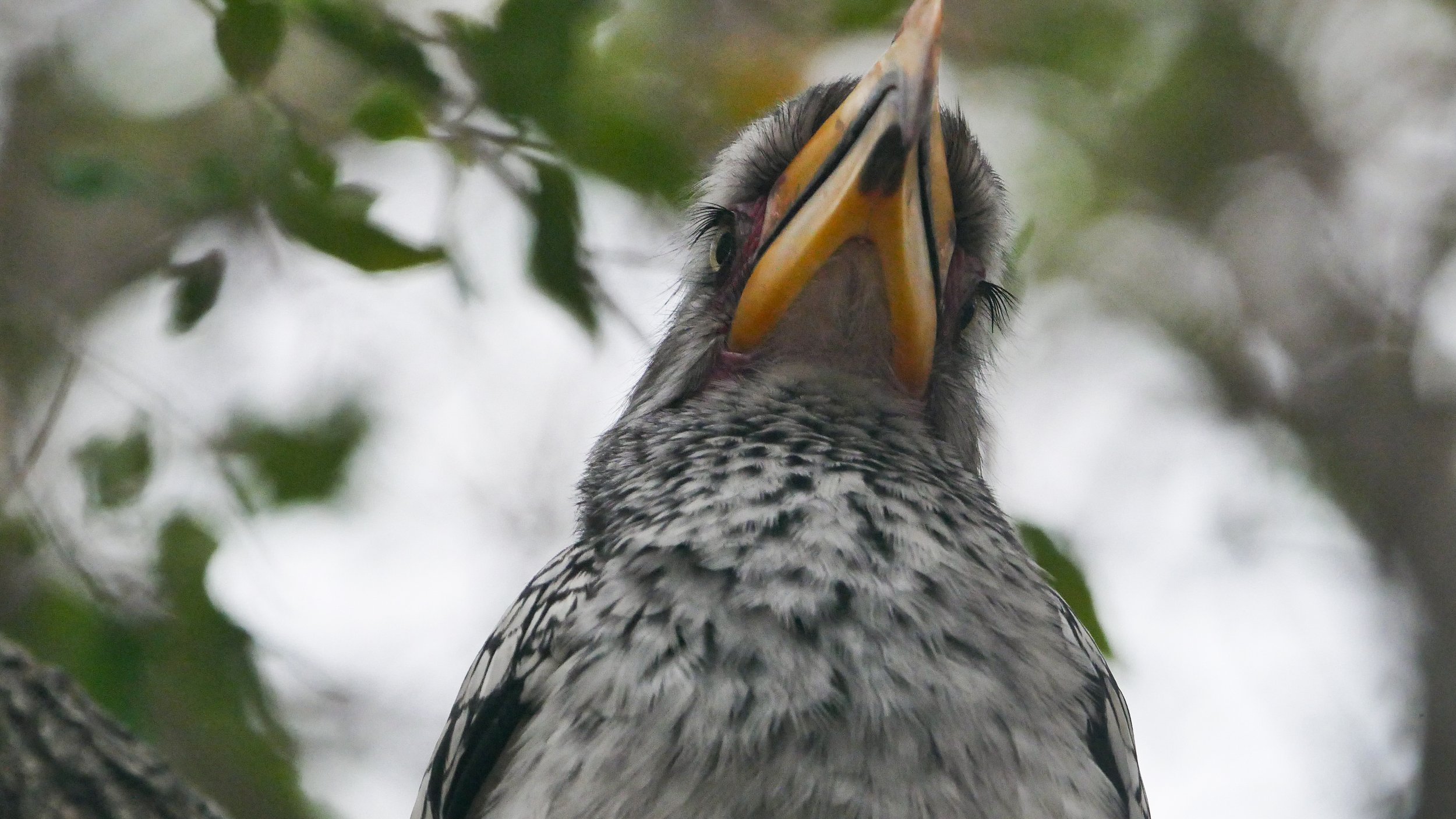 landscapeandwildlife_Kruger_-75.jpg