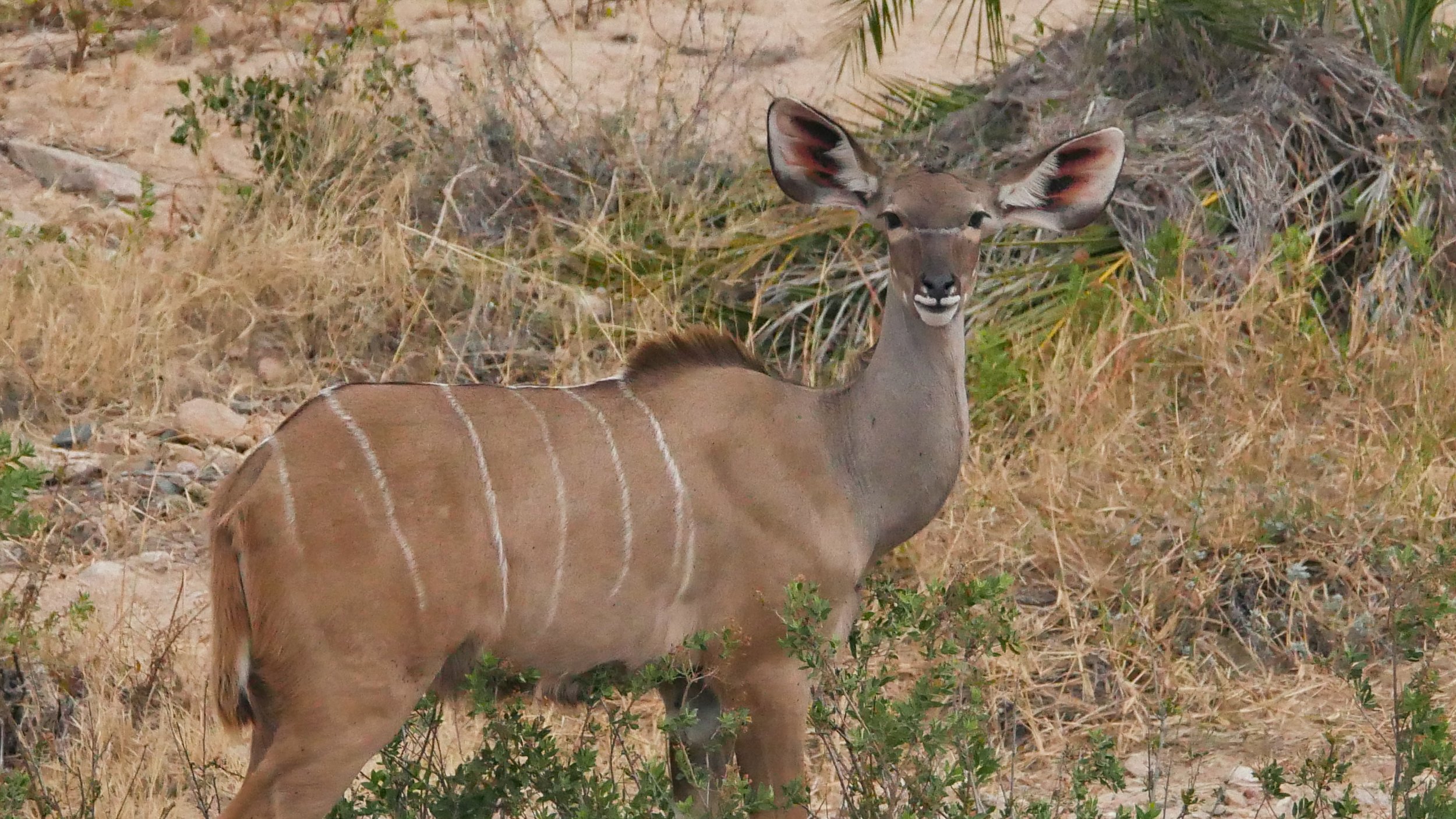 landscapeandwildlife_Kruger_-96.jpg