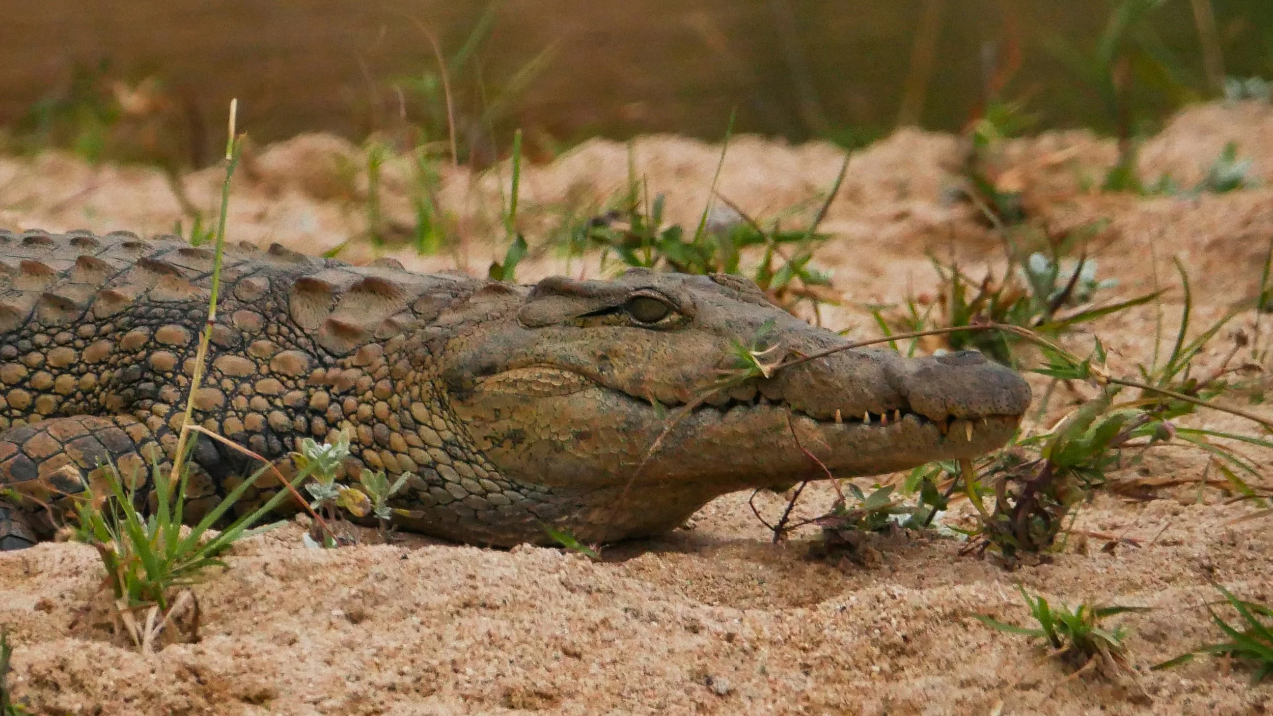 landscapeandwildlife_Kruger_-105.jpg
