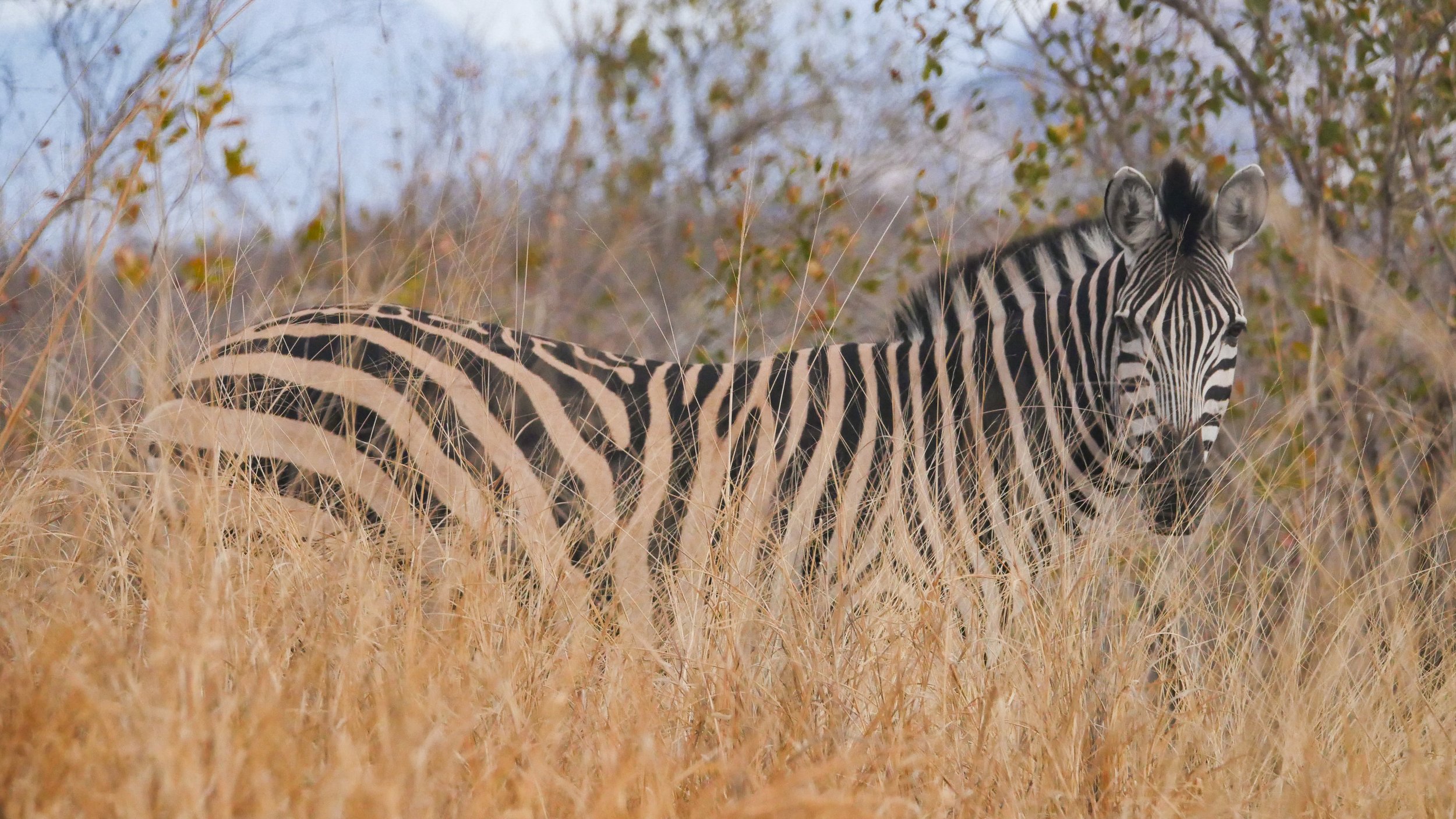 landscapeandwildlife_Kruger_-137.jpg