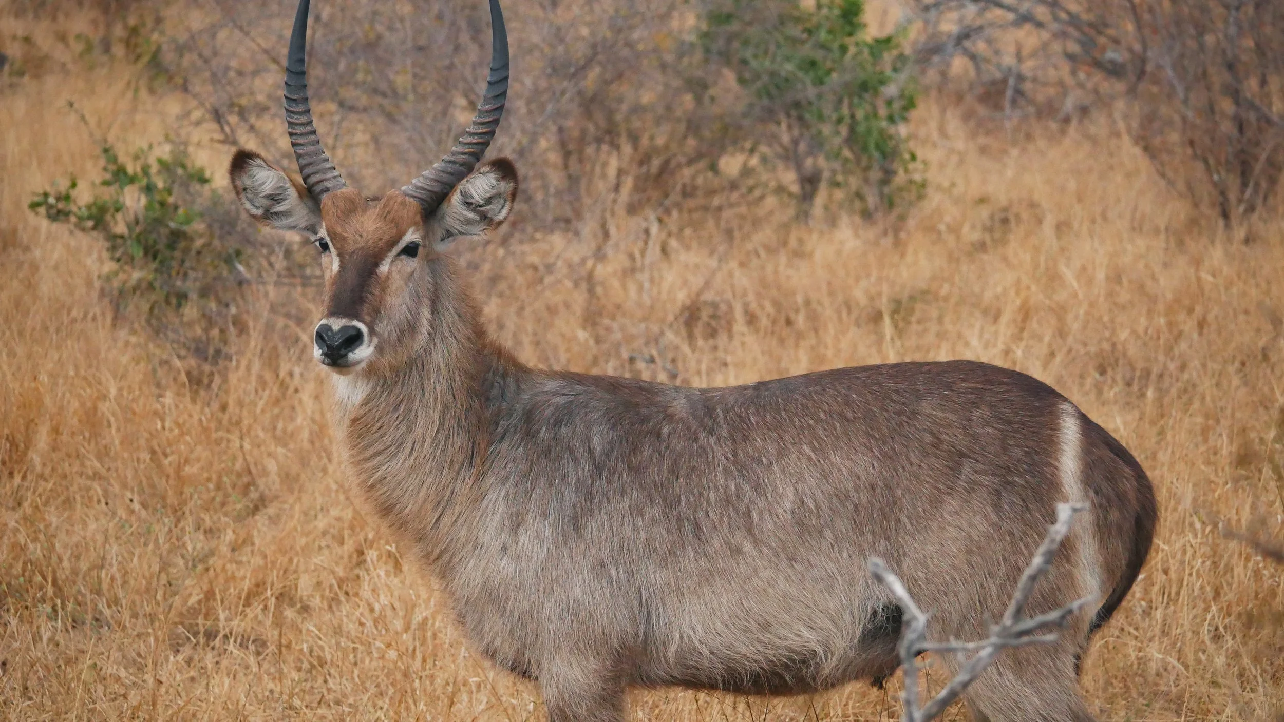 landscapeandwildlife_Kruger_-117.jpg