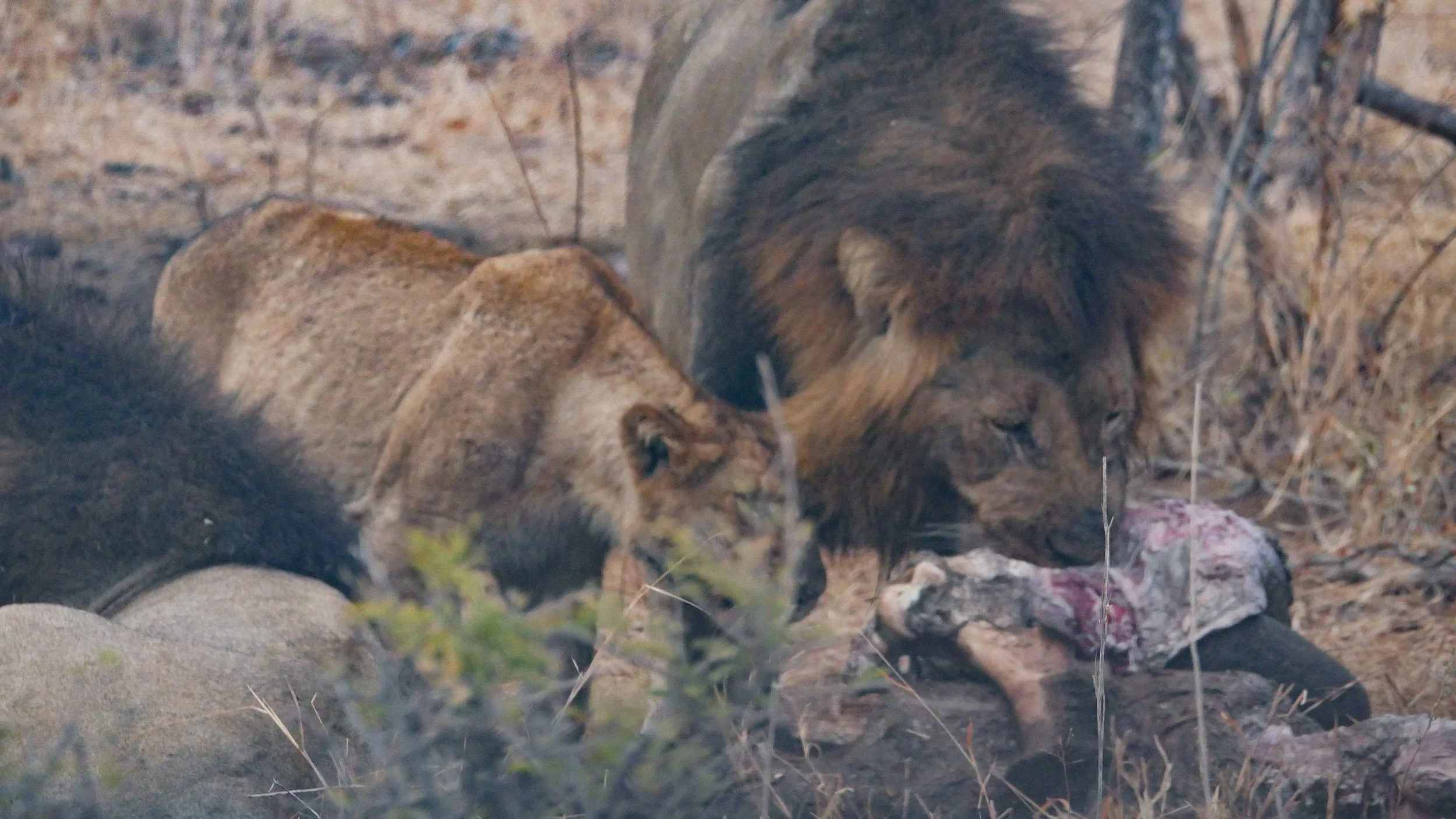landscapeandwildlife_Kruger_-44.jpg