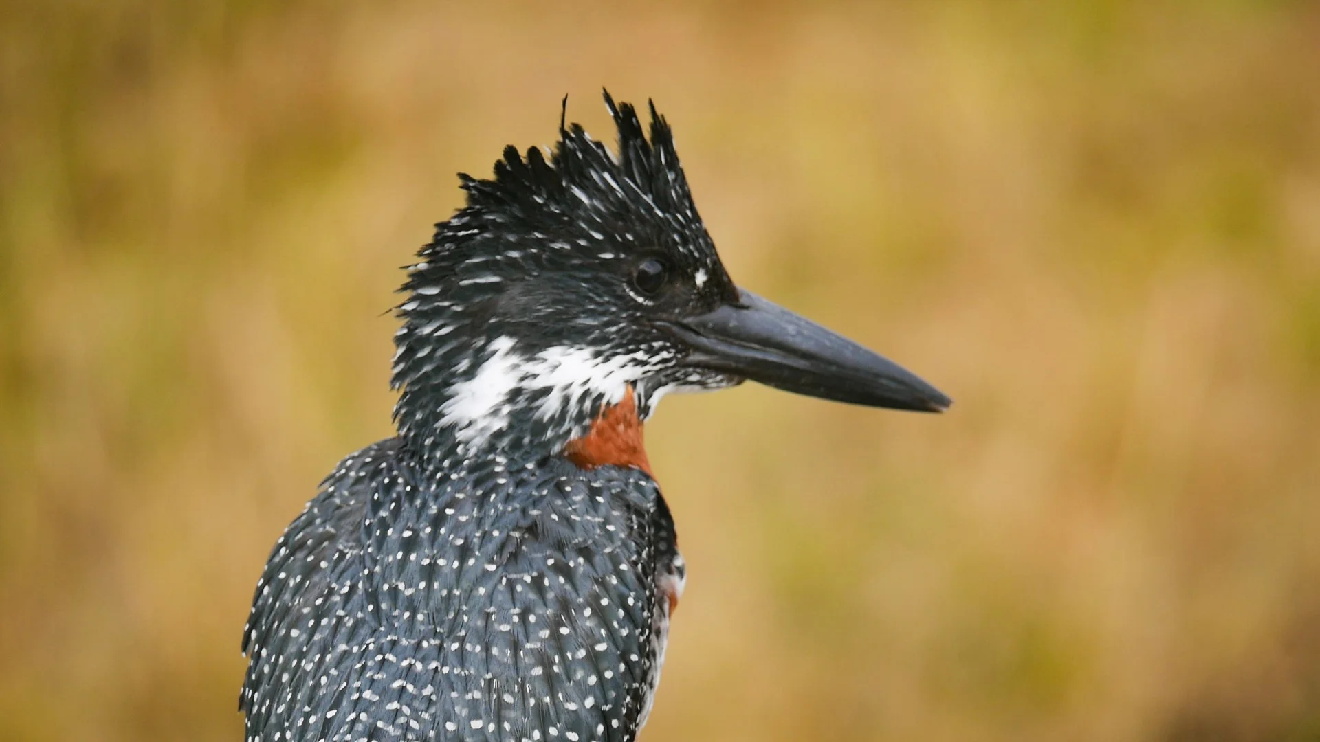 landscapeandwildlife_Kruger_-90.jpg