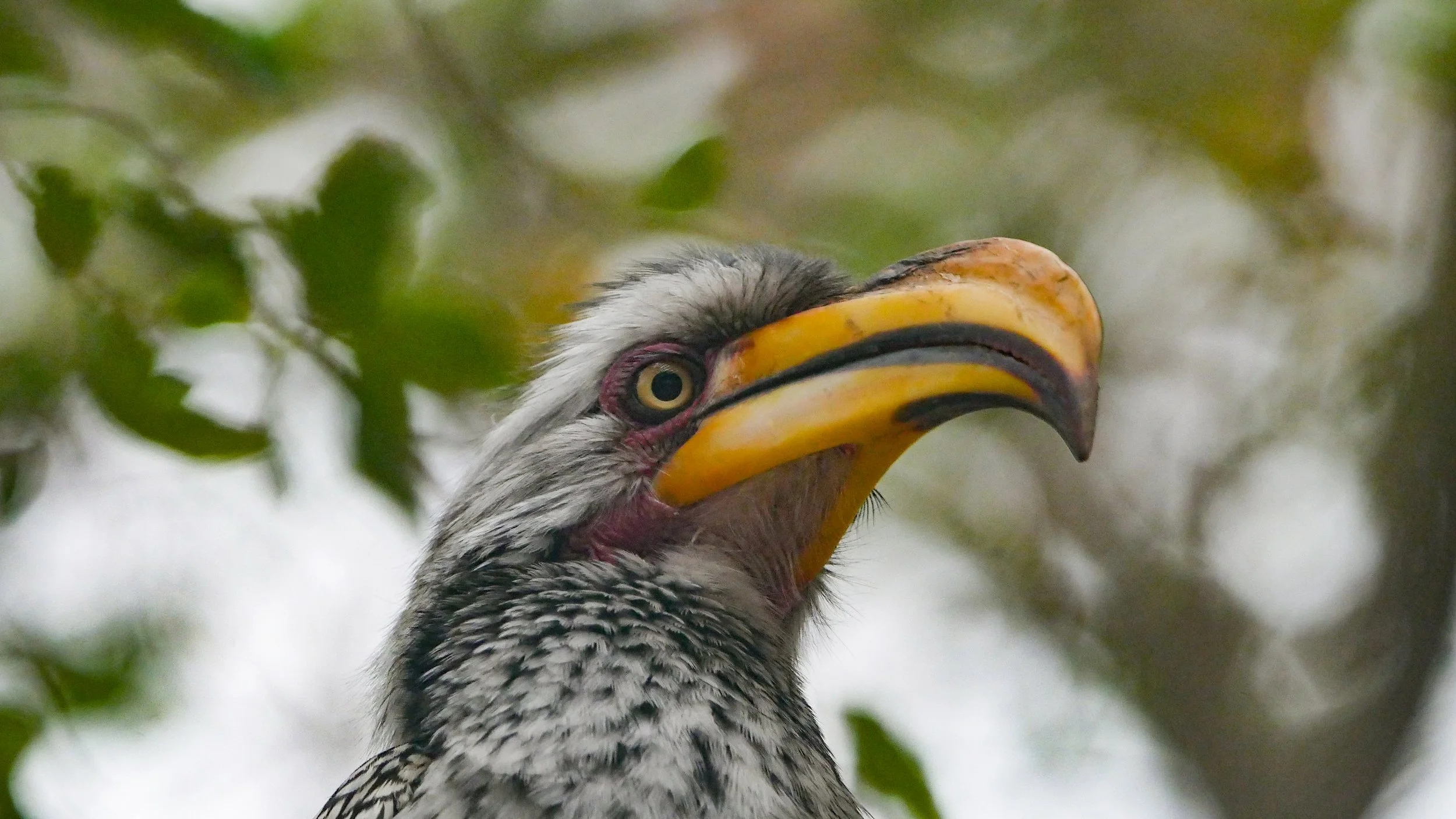 landscapeandwildlife_Kruger_-76.jpg