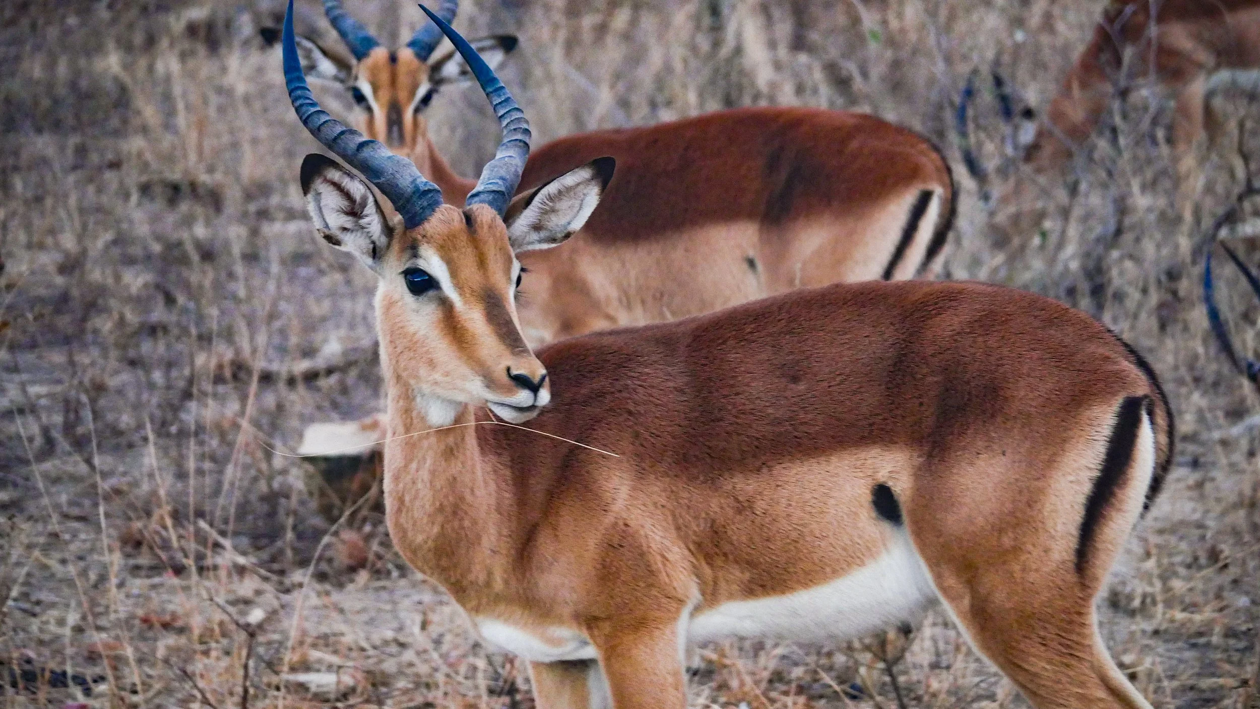 landscapeandwildlife_Kruger_-4.jpg