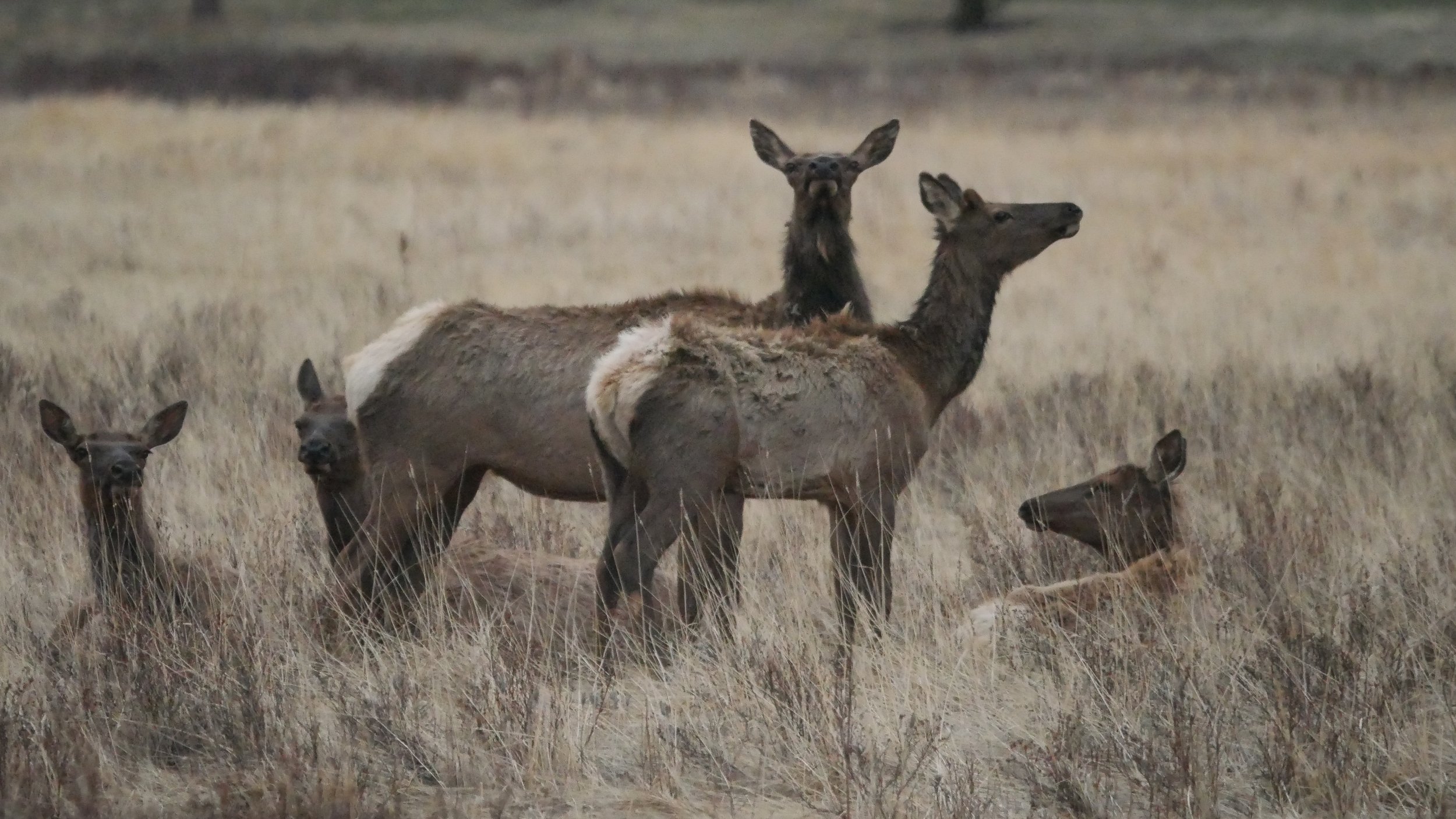 LandscapeandWildlife_RMNP_-59.jpg